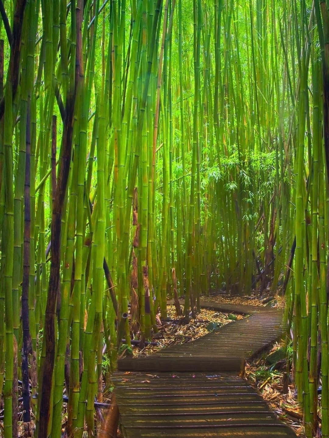 一條木棧道蜿蜒穿過高大的綠色竹林，陽光透過竹葉灑落。
