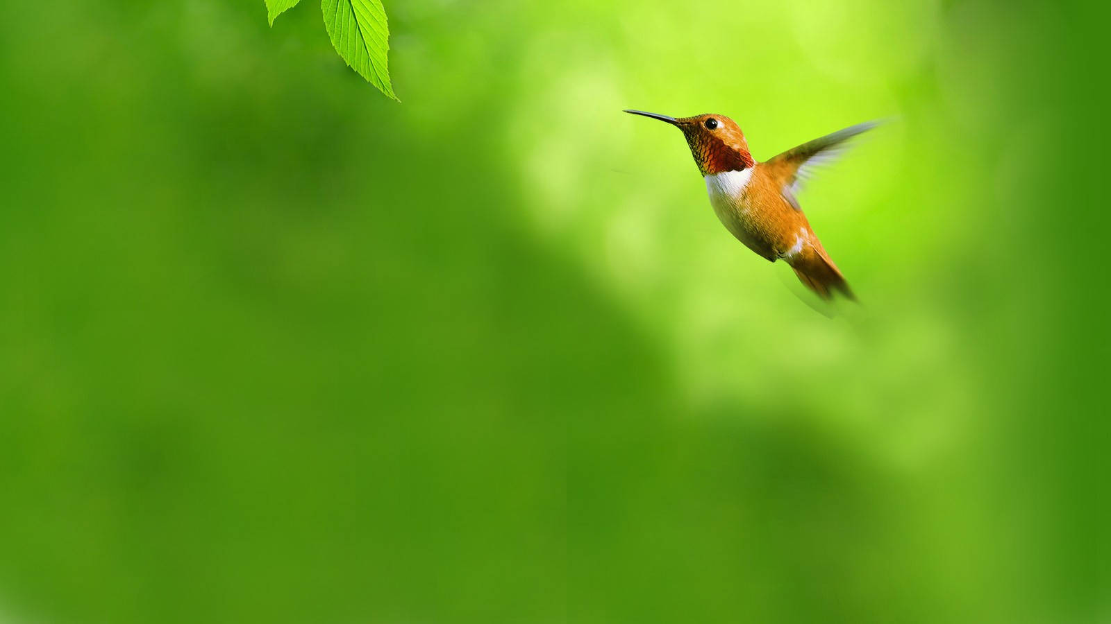 蜂鳥飛翔全高清 1600x900 壁紙 — 一隻蜂鳥在半空中盤旋，背景是柔和的綠色模糊，左上角有一片葉子探出頭來。