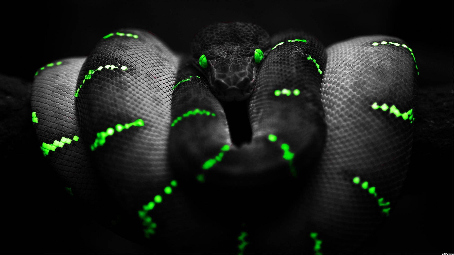 1920x1080 4K 發光黑綠蛇 壁紙 — 一條盤繞的黑蛇，擁有發光的綠色眼睛和螢光綠色鱗片圖案，在黑暗背景下強烈凝視。