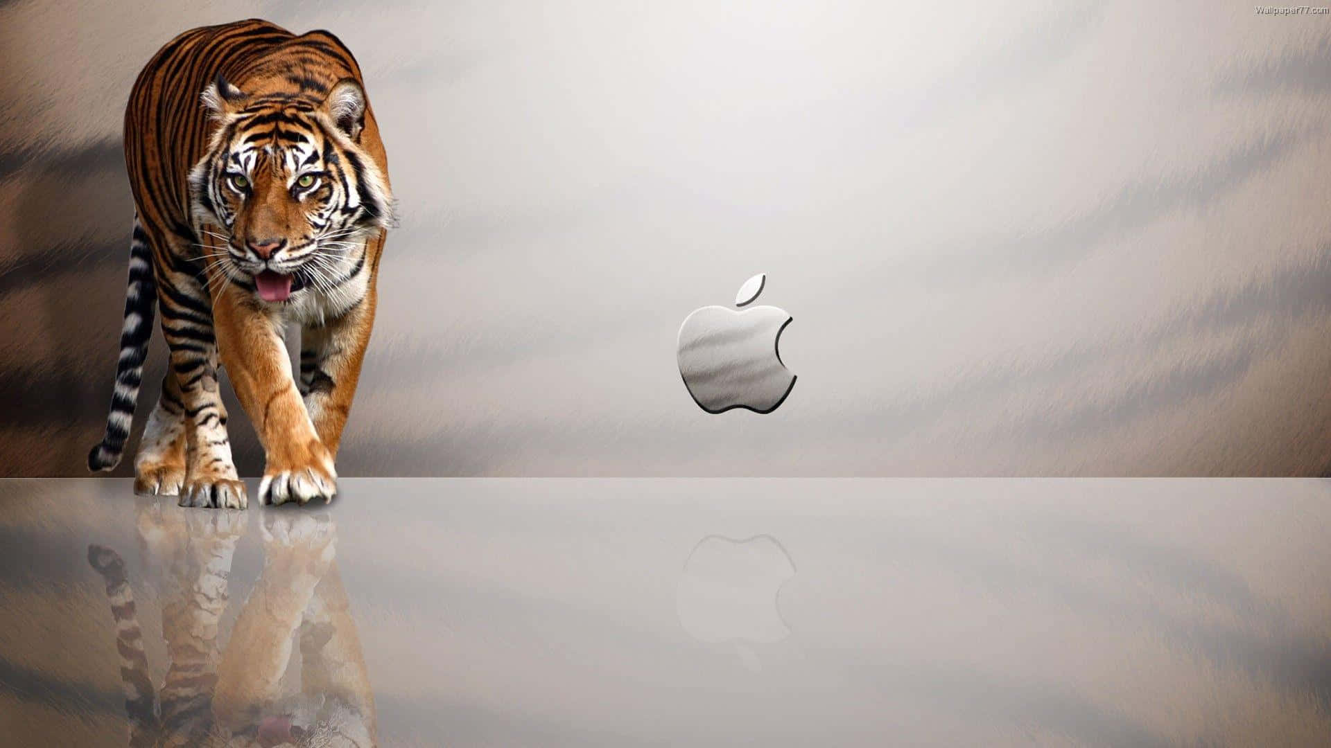 老虎在反光表面上的Apple標誌旁走向觀眾。