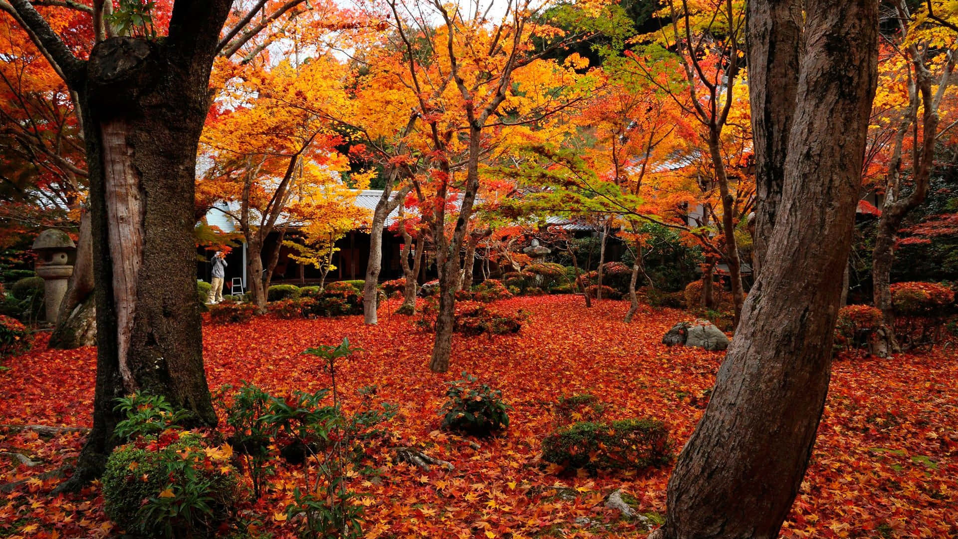 秋天的花園，紅色的楓葉覆蓋地面和生機勃勃的樹木。