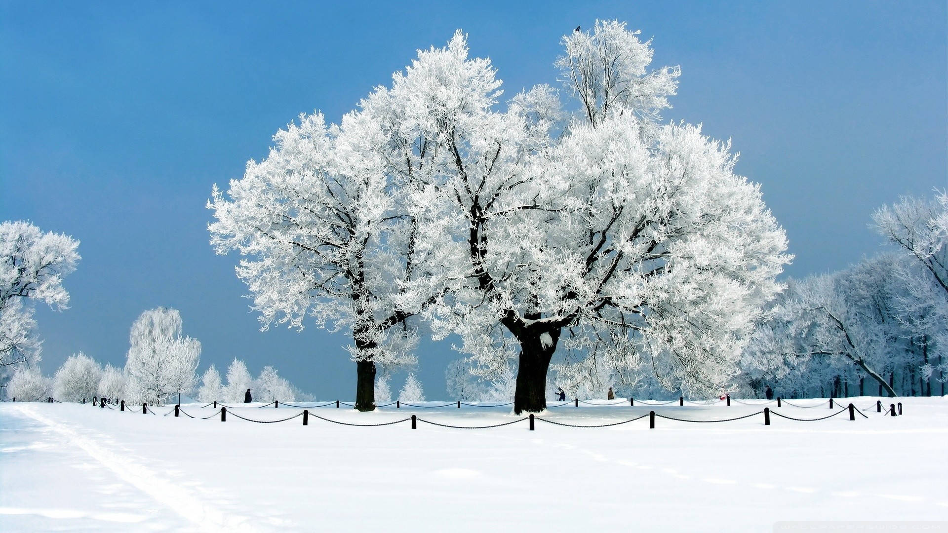 冬季公園中，雪覆蓋的樹木在清澈的藍天下。