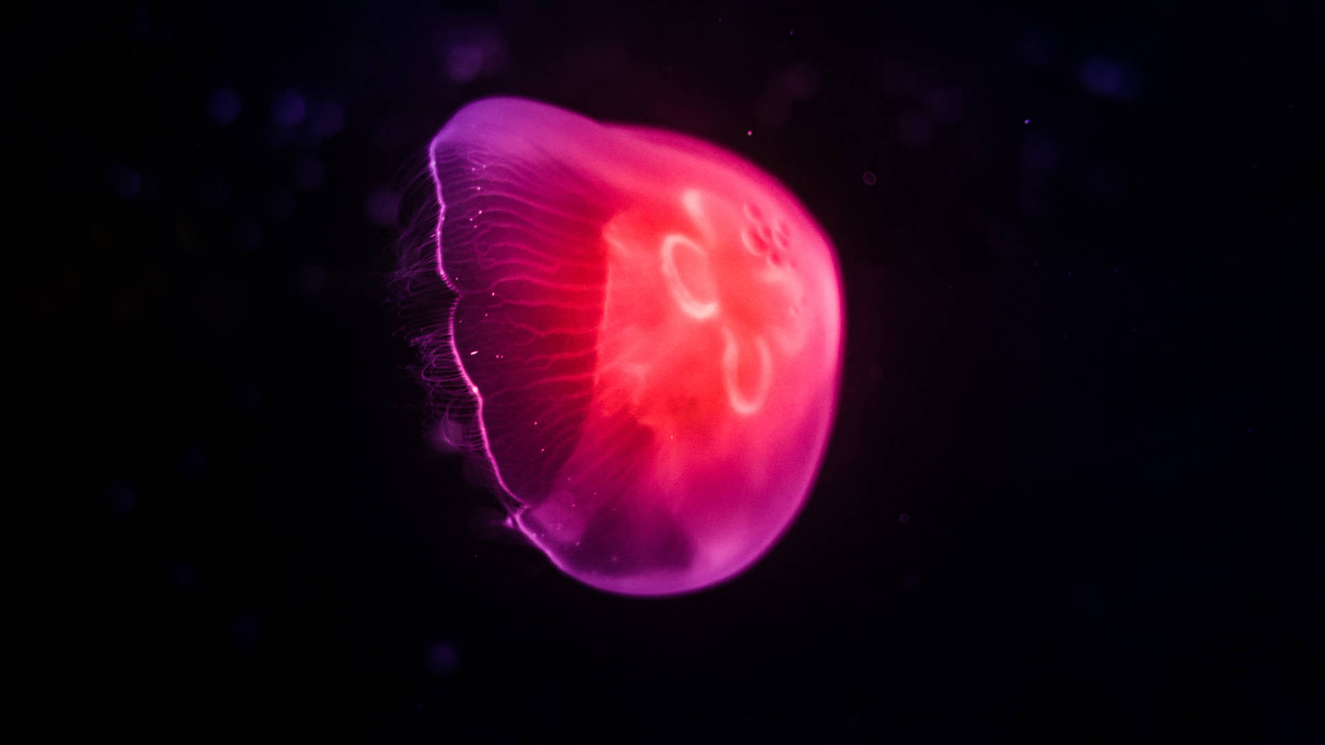 一隻發光的粉紅色水母在黑暗的水中漂浮，帶有藍色光點。 — 水母 GIF 壁紙