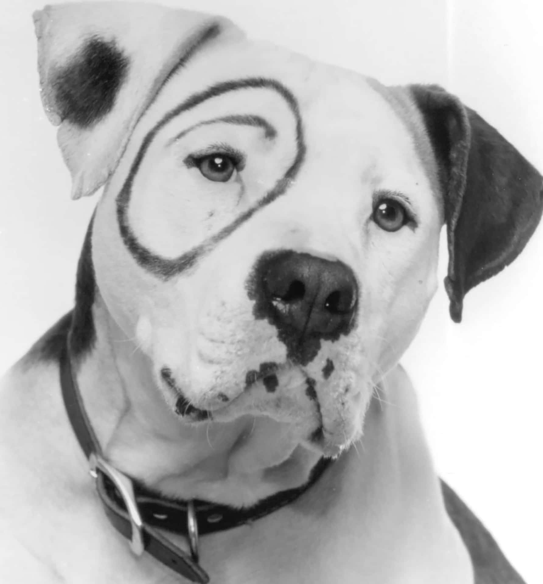 鬥牛犬的特寫，其眼睛和口鼻周圍繪有藝術性的墨水線條。