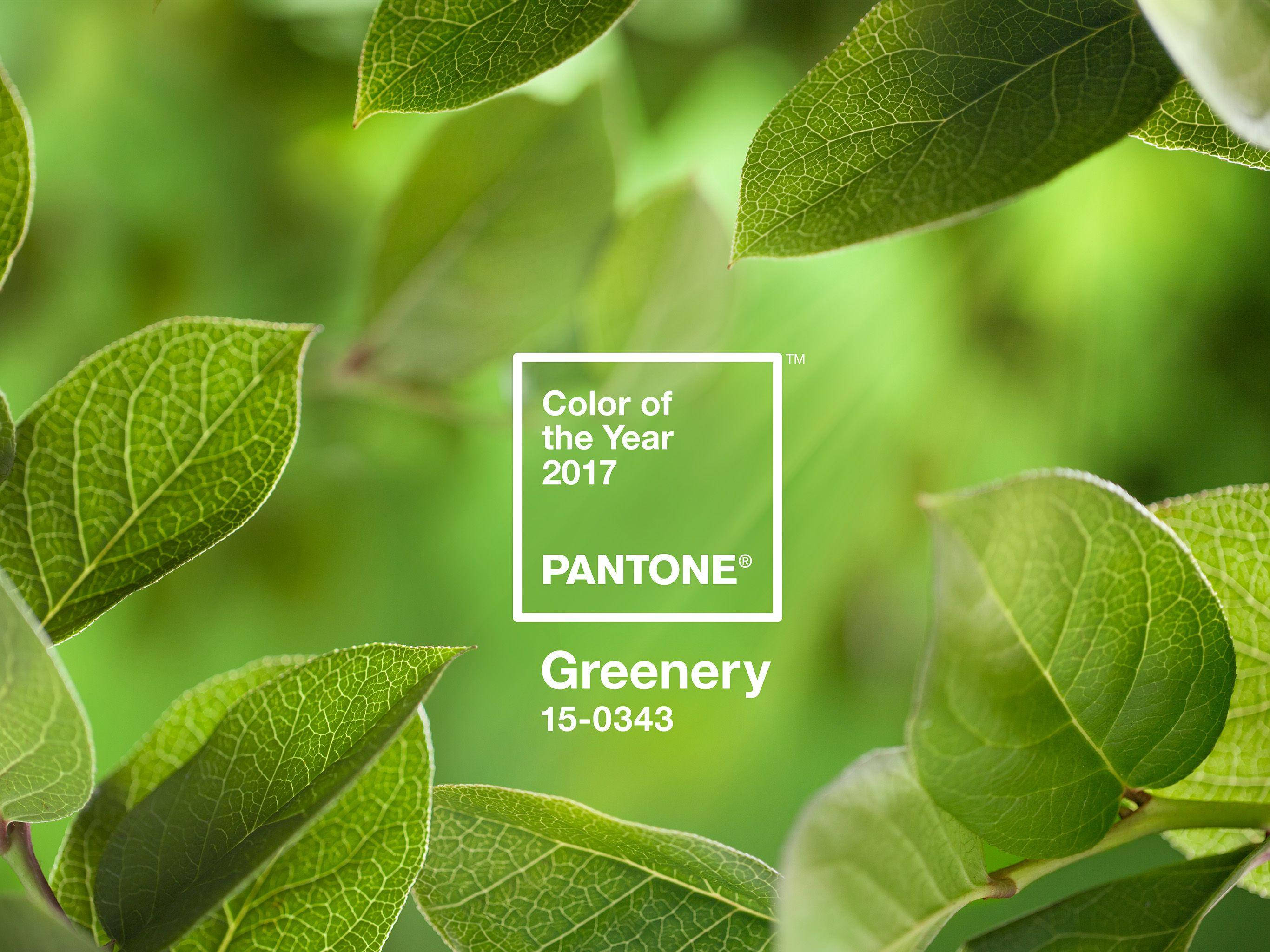 2017年度色彩「綠意」 壁紙 — 充滿活力的綠葉框住一個 Pantone Color of the Year 2017 標籤，上面顯示 'Greenery' 15-0343，背景是柔和模糊的樹葉。
