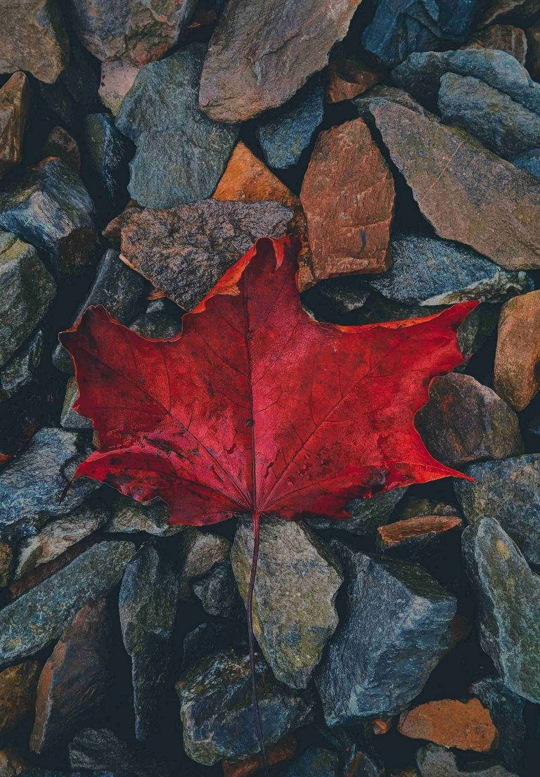 一片鮮紅的楓葉躺在灰色和棕色的石堆上。