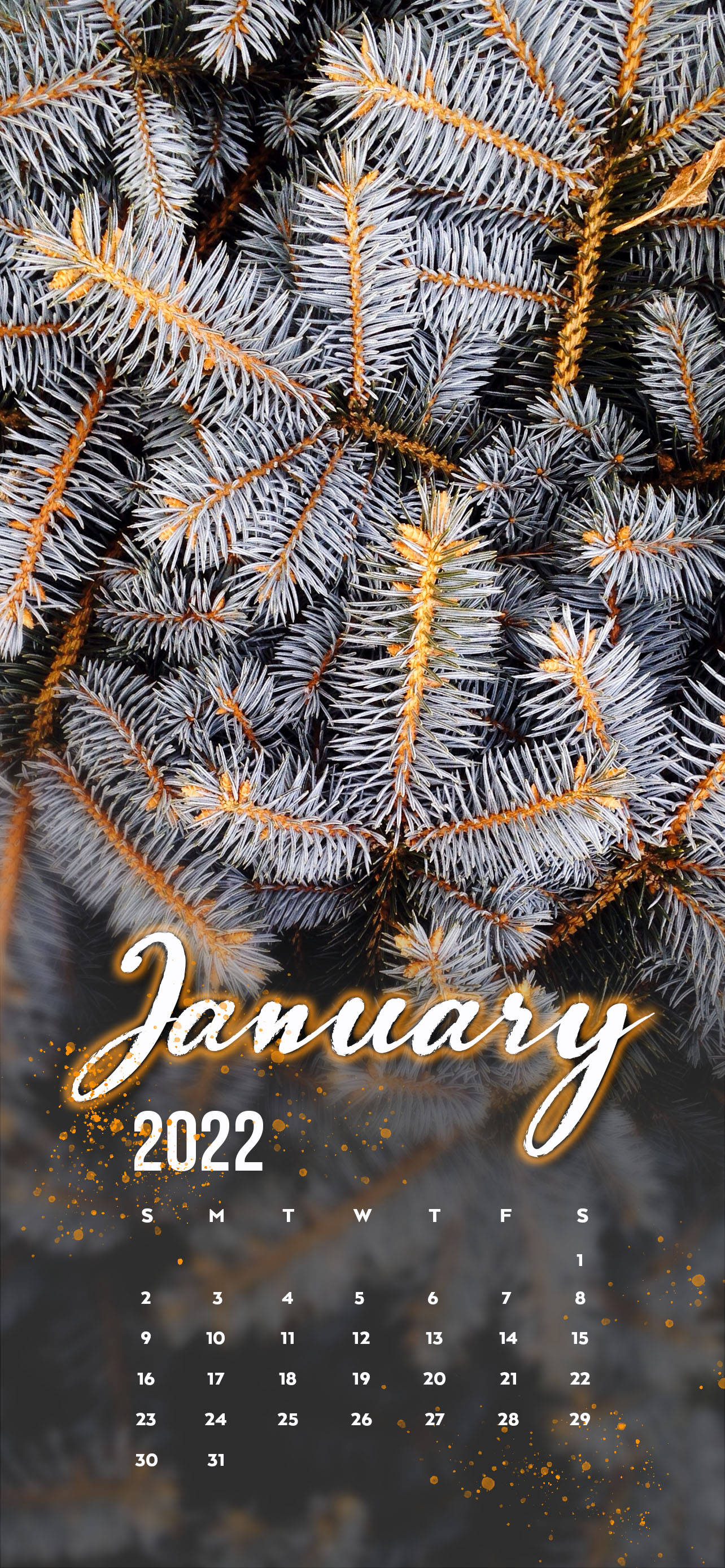 2022年1月白色松樹日曆 壁紙 — 特寫鏡頭：結霜的松樹枝條，金色點綴，框住2022年1月日曆。