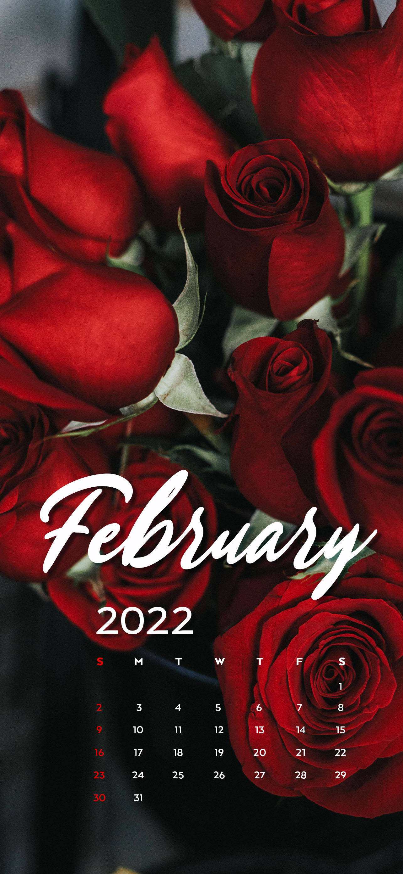 2022年二月紅玫瑰日曆 壁紙 — 鮮豔的紅玫瑰框住2022年2月的日曆，以優雅的白色字體在深色模糊背景上呈現。