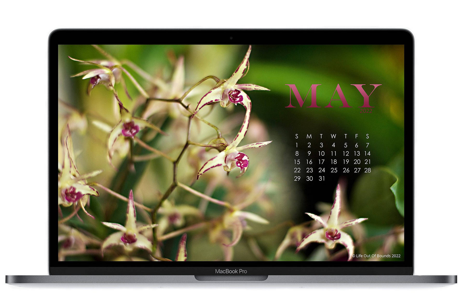 MacBook Pro 顯示帶有蘭花桌布的五月日曆。