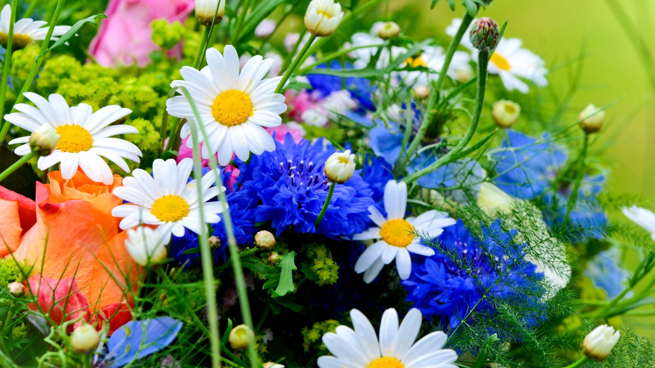 2560x1440 春日洋甘菊 壁紙 — 鮮豔的雛菊、矢車菊和玫瑰花束，在茂密的綠葉中，在明亮的日光下。
