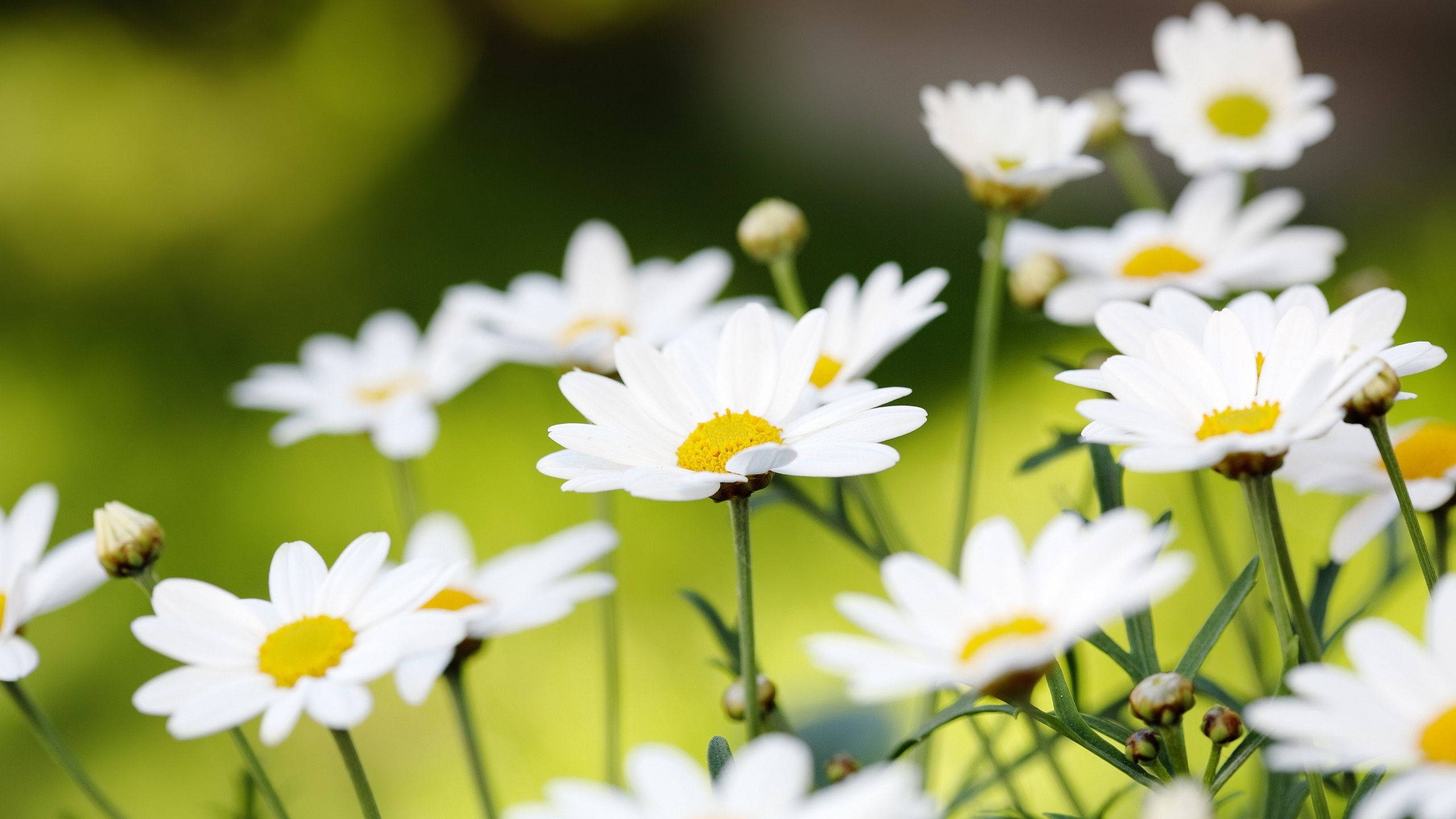 2560x1440 春日白色雛菊 壁紙 — 白色雛菊帶黃色花心，在柔焦中綻放，背景為充滿活力的綠色。