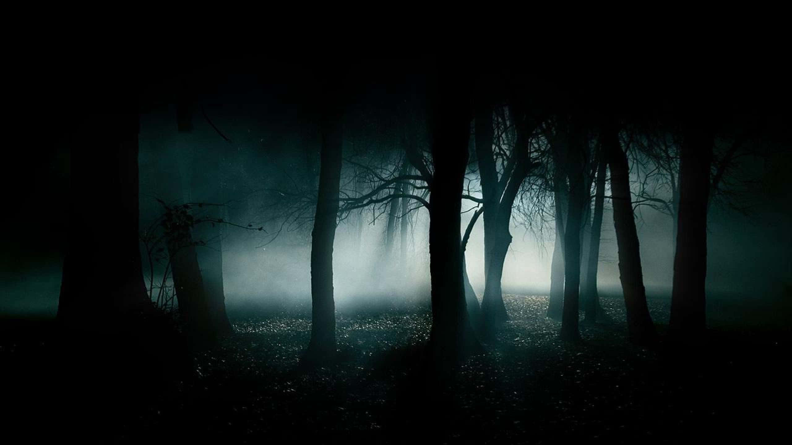2560x1440 黑色陰森森林 壁紙 — 夜晚的霧氣森林，高聳的樹木在發光的藍色薄霧中呈現剪影。