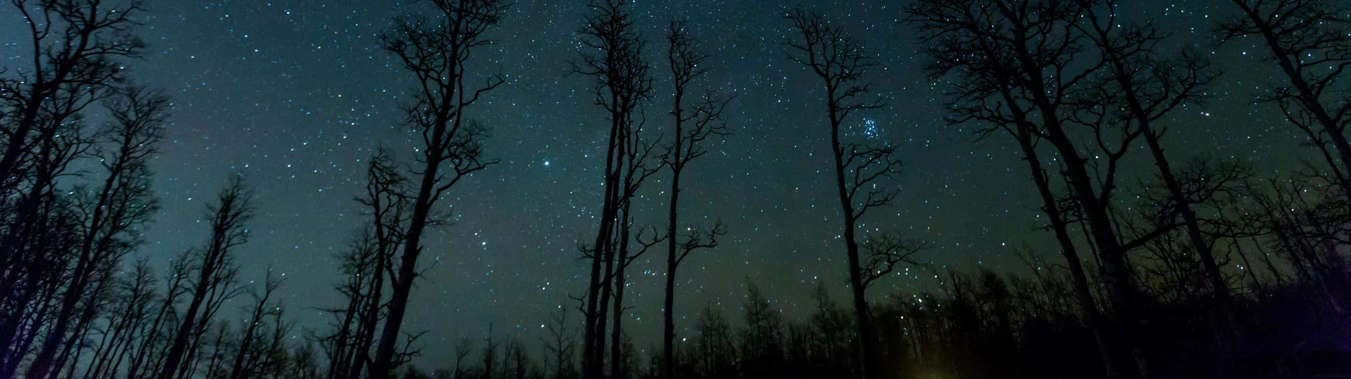 光禿禿的樹木剪影映襯著星空夜空。