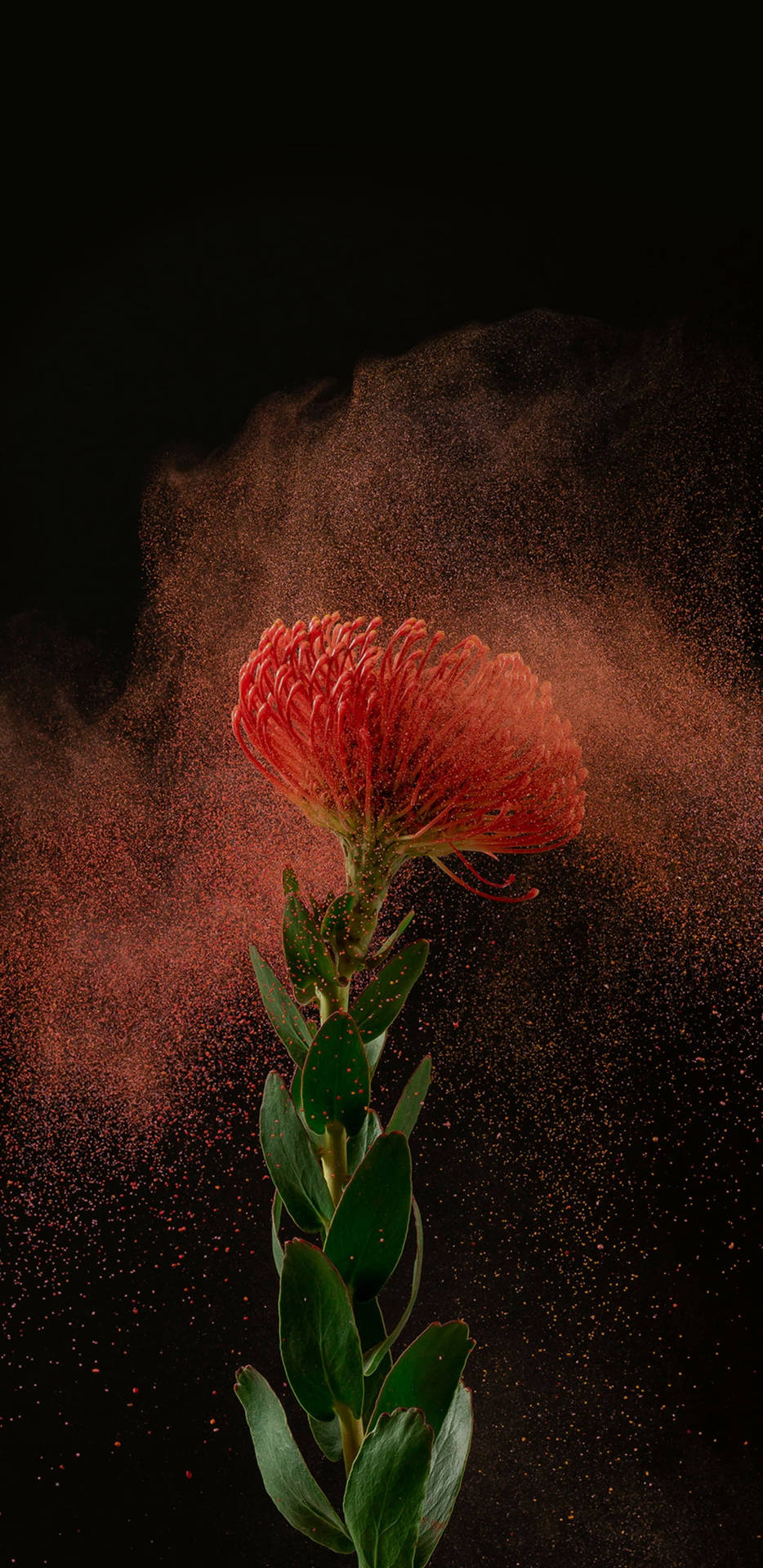 一朵帶有綠色莖的紅色花朵，在黑色背景下被漂浮的紅色粉末包圍。