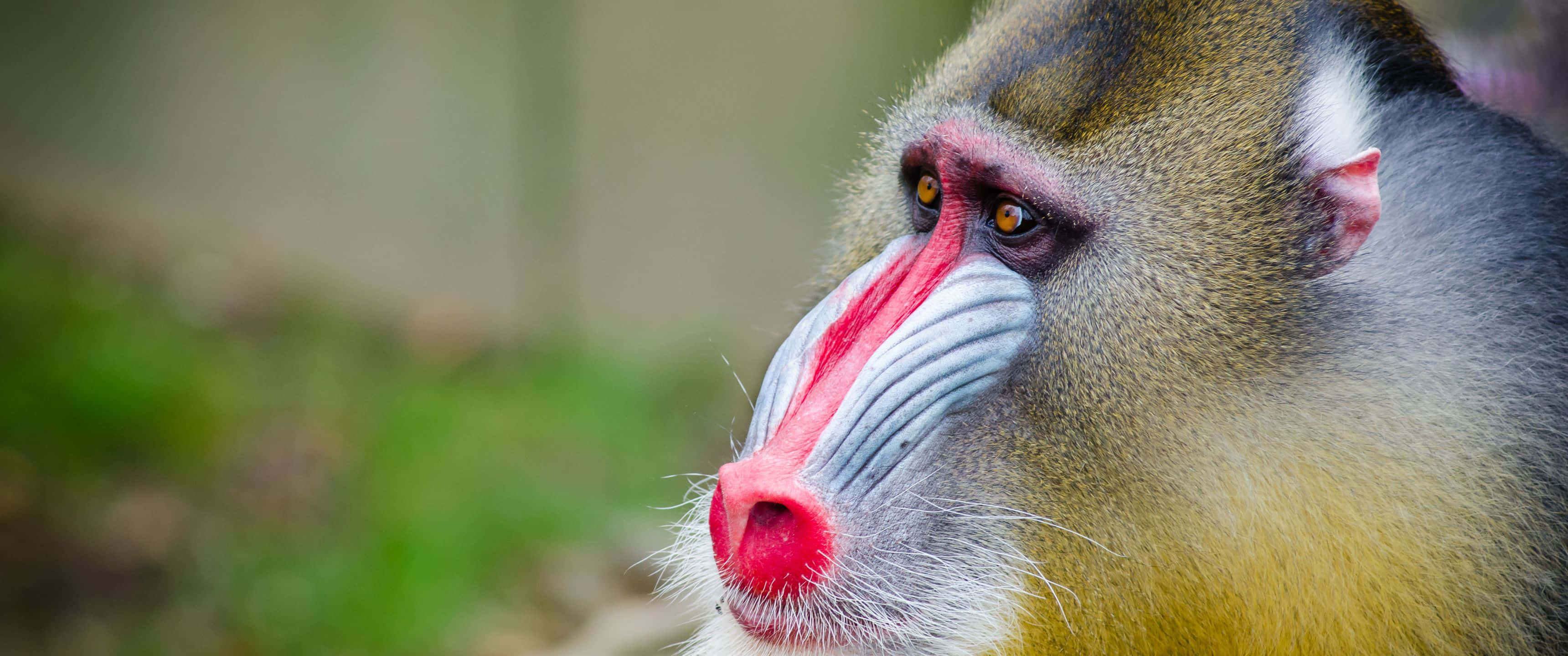 3440x1440動物圖像：棕褐色曼德里爾 壁紙 — 山魈色彩鮮豔的臉部特寫，紅鼻子和藍嘴唇，背景是模糊的綠色。