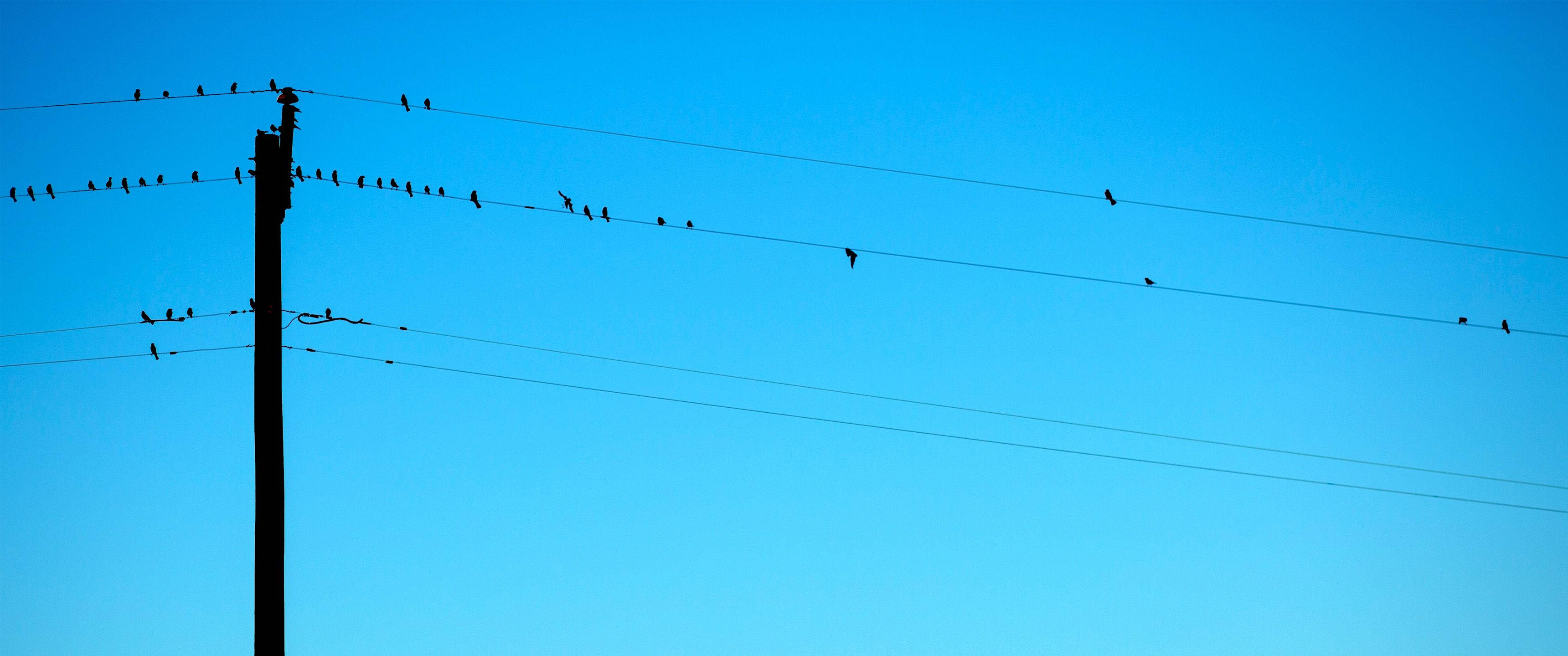 3440x1440 簡約風格鳥群棲息電線 壁紙 — 剪影鳥兒棲息在電線上，背景是廣闊清澈的藍天。