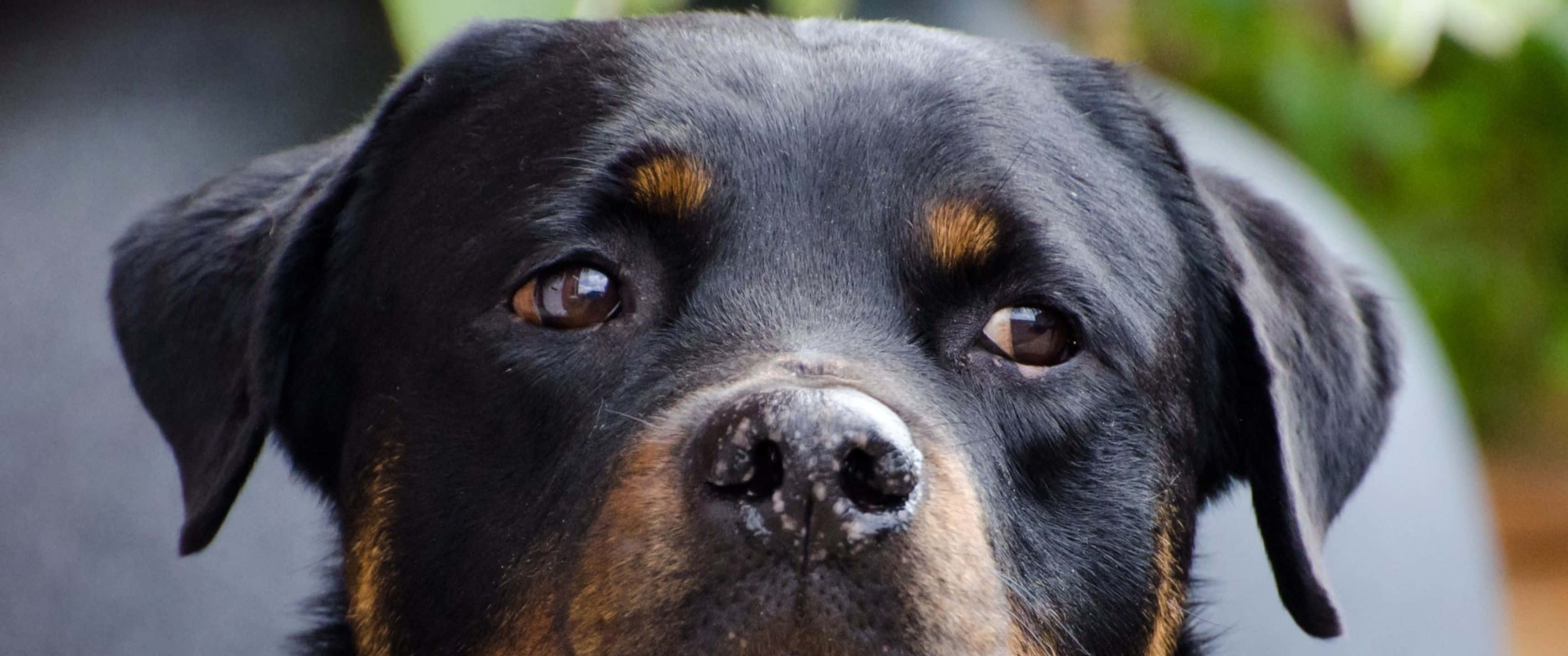 3440x1440動物圖像：黑羅威納犬特寫 壁紙 — 羅威納犬臉部特寫，擁有充滿靈魂的棕色眼睛和棕褐色斑紋，背景為模糊的綠色。