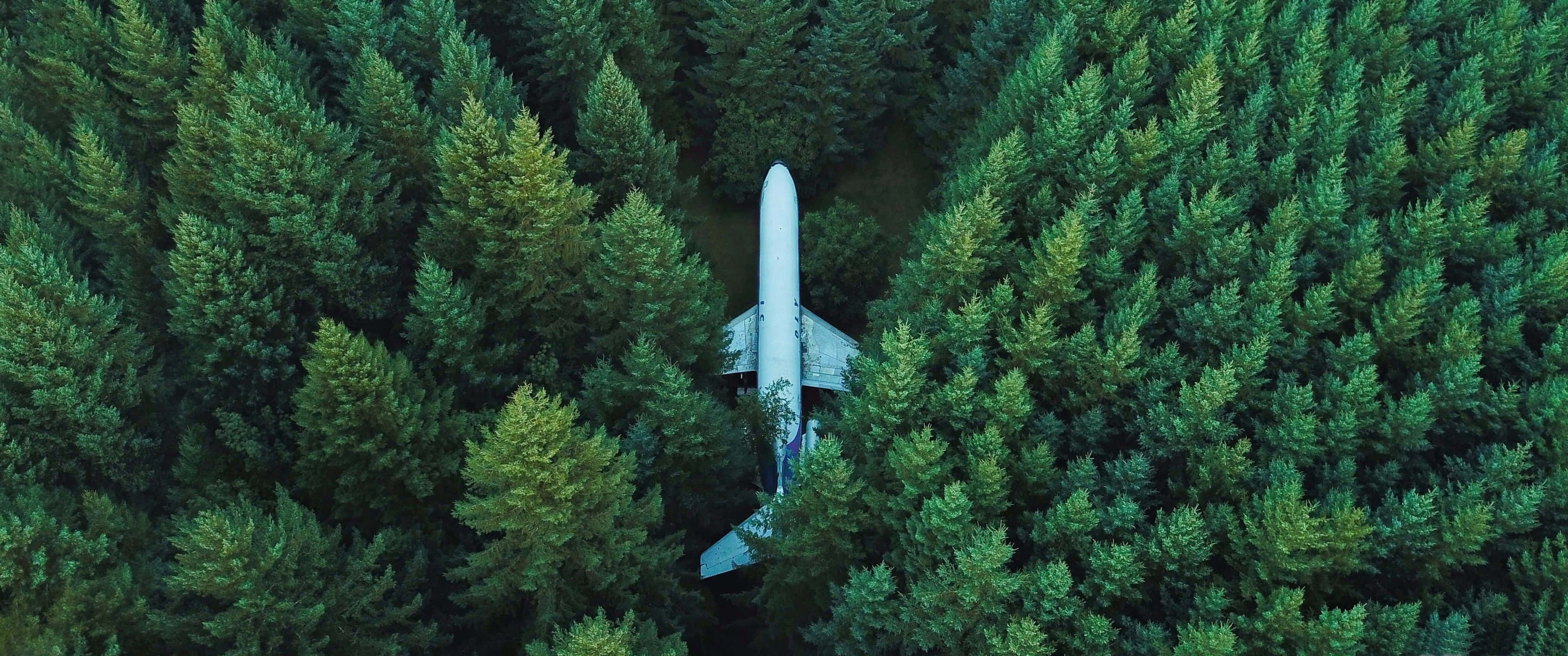 標題：3440x1440 高清震撼風景 壁紙 — 一架白色飛機在茂密的綠色松樹林中休息的鳥瞰圖。