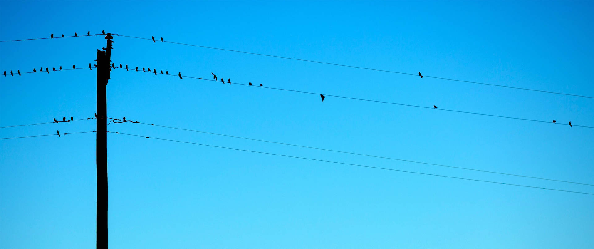 鳥兒在清澈藍天下的電線上休息。