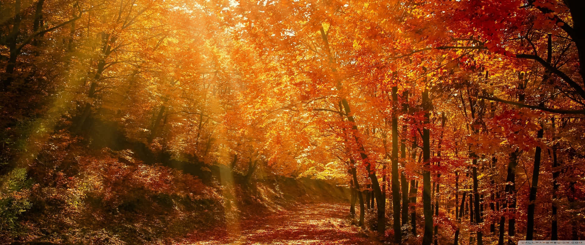 陽光穿過森林小徑上的秋葉。
