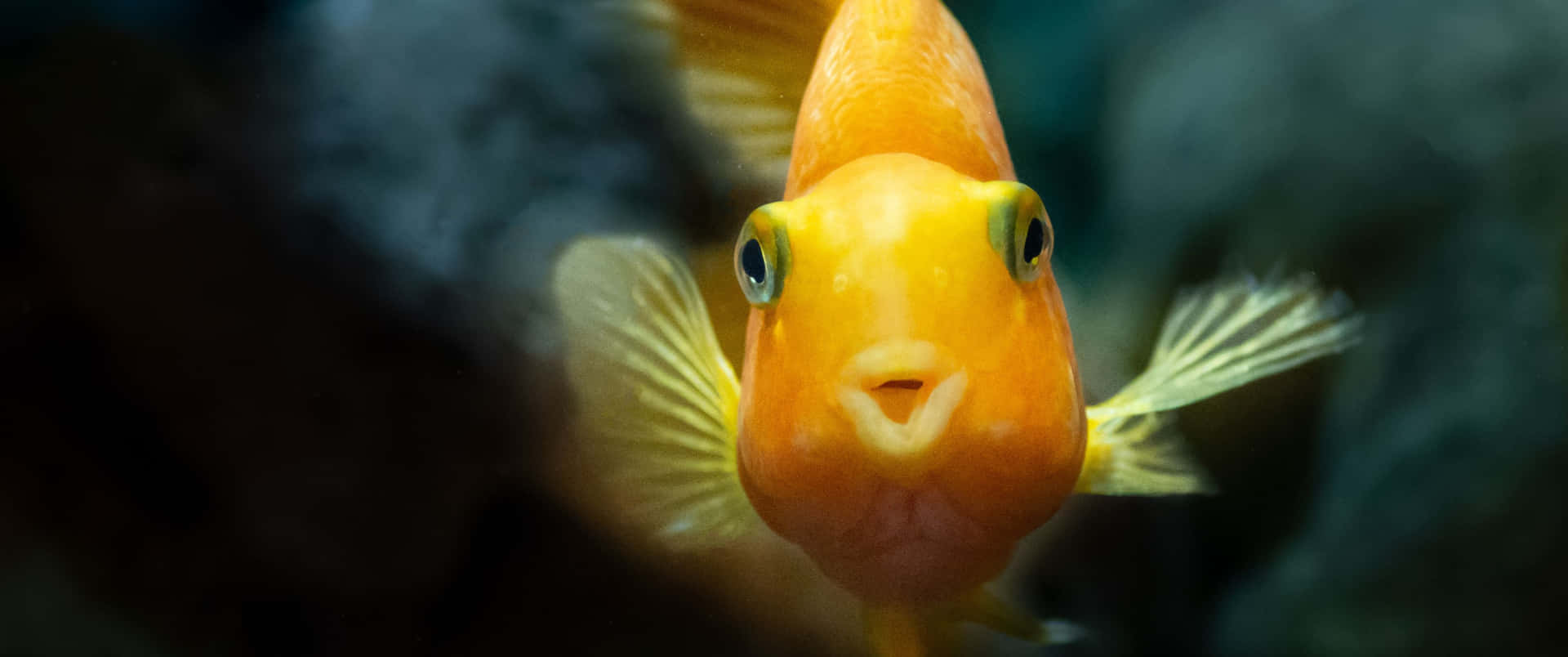 一條亮橙色大眼魚在黑暗水中游動。