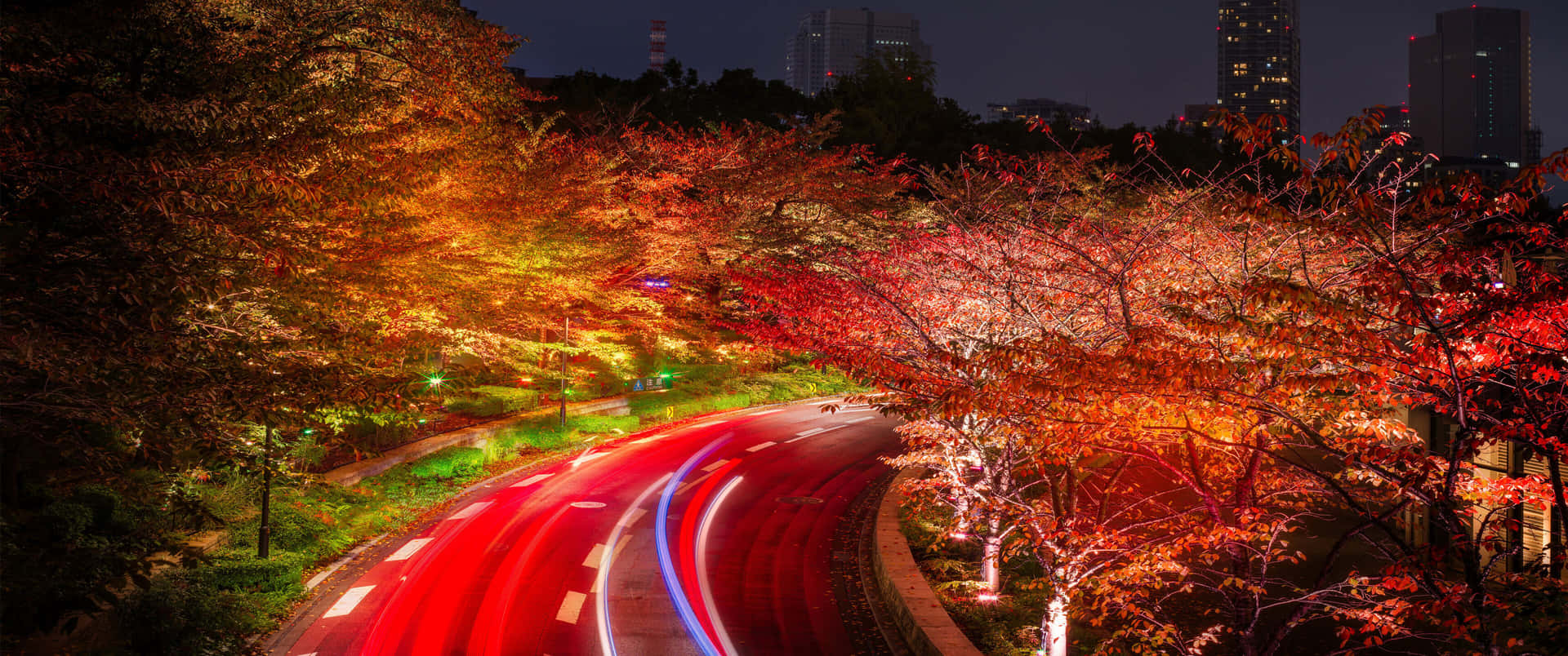 夜晚道路，車燈條紋在發光的秋樹下，靠近城市建築。