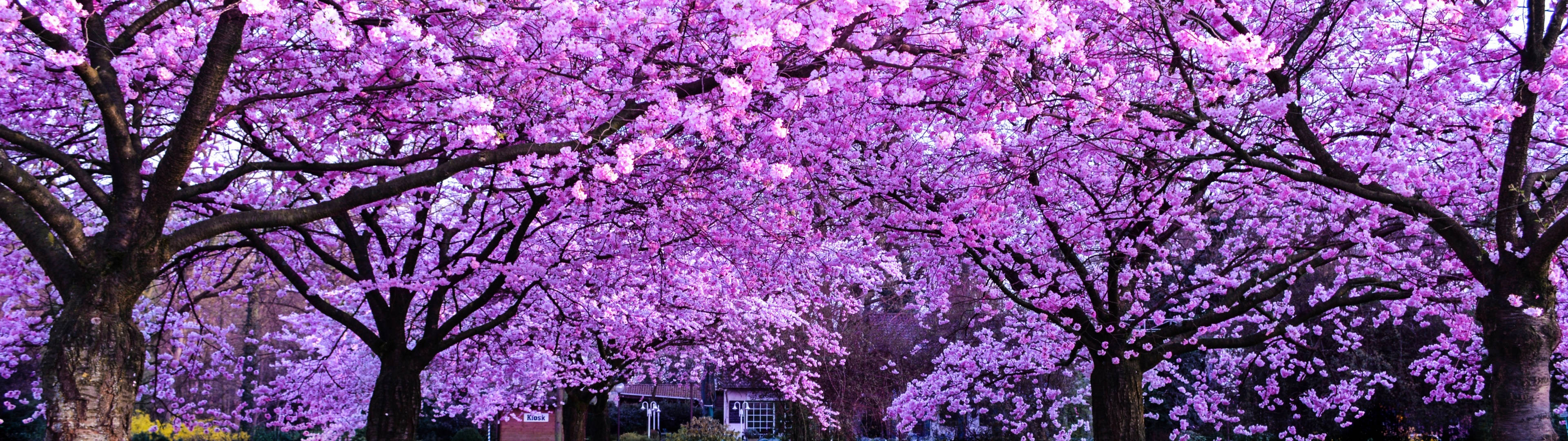 3840x1080 4K 櫻花樹 壁紙 — 令人驚嘆的鮮豔粉紅色櫻花樹冠在頭頂拱起，形成一條夢幻般的春天花朵隧道。