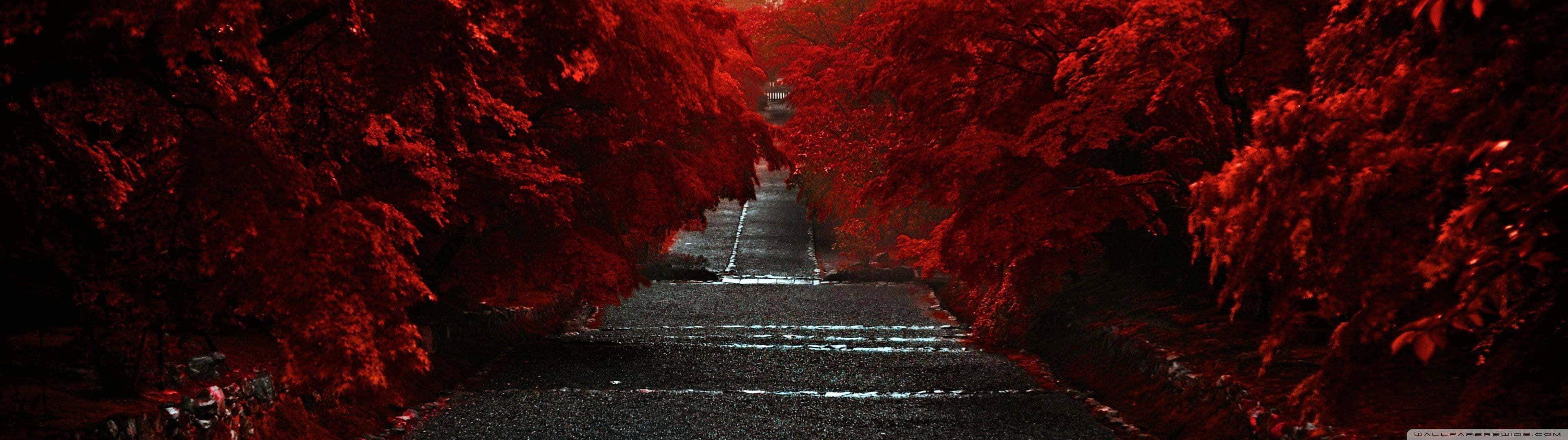 陰沉天空下，一條兩旁種滿紅樹的黑暗小徑。