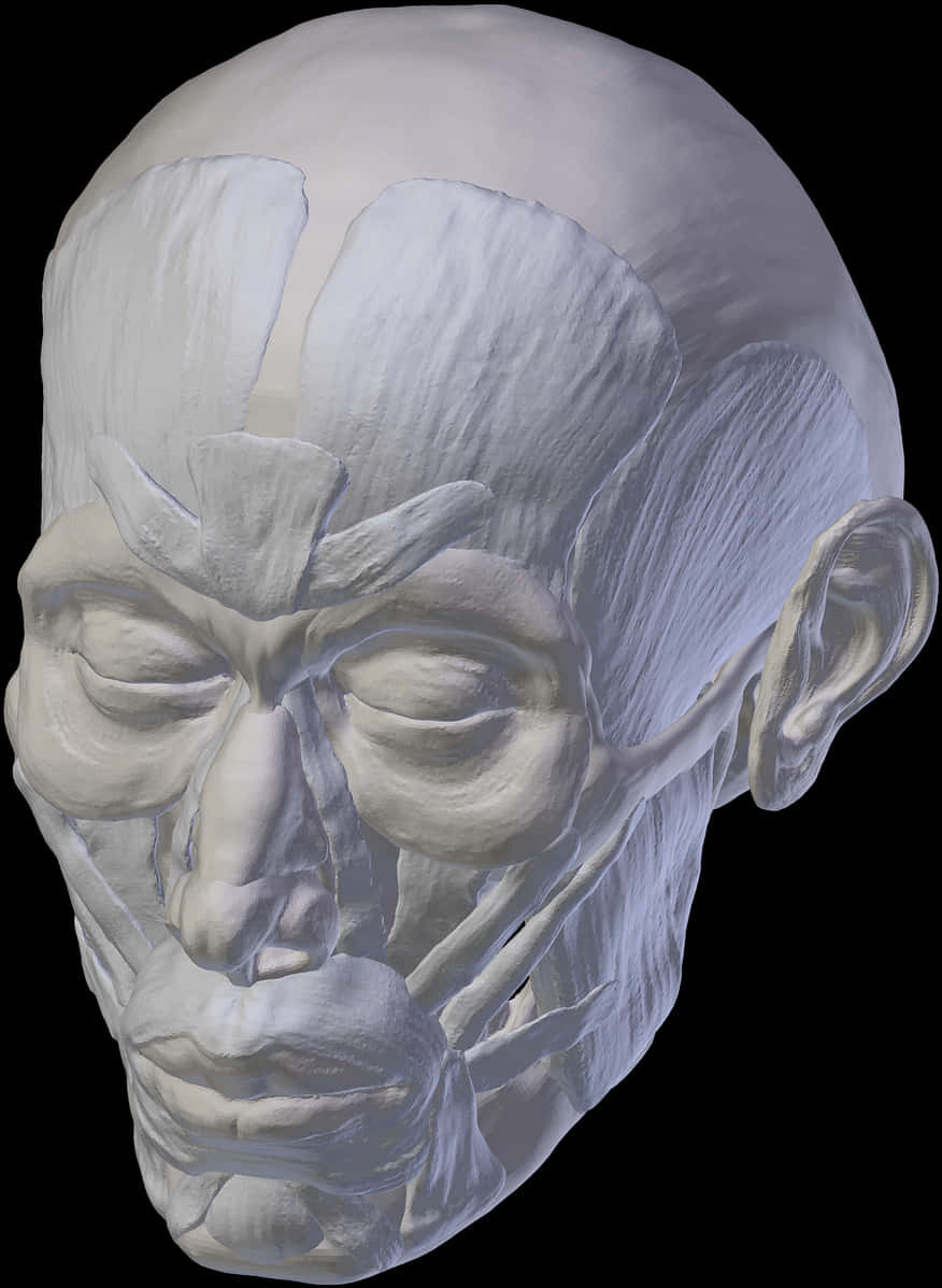 人類頭骨3D模型 壁紙