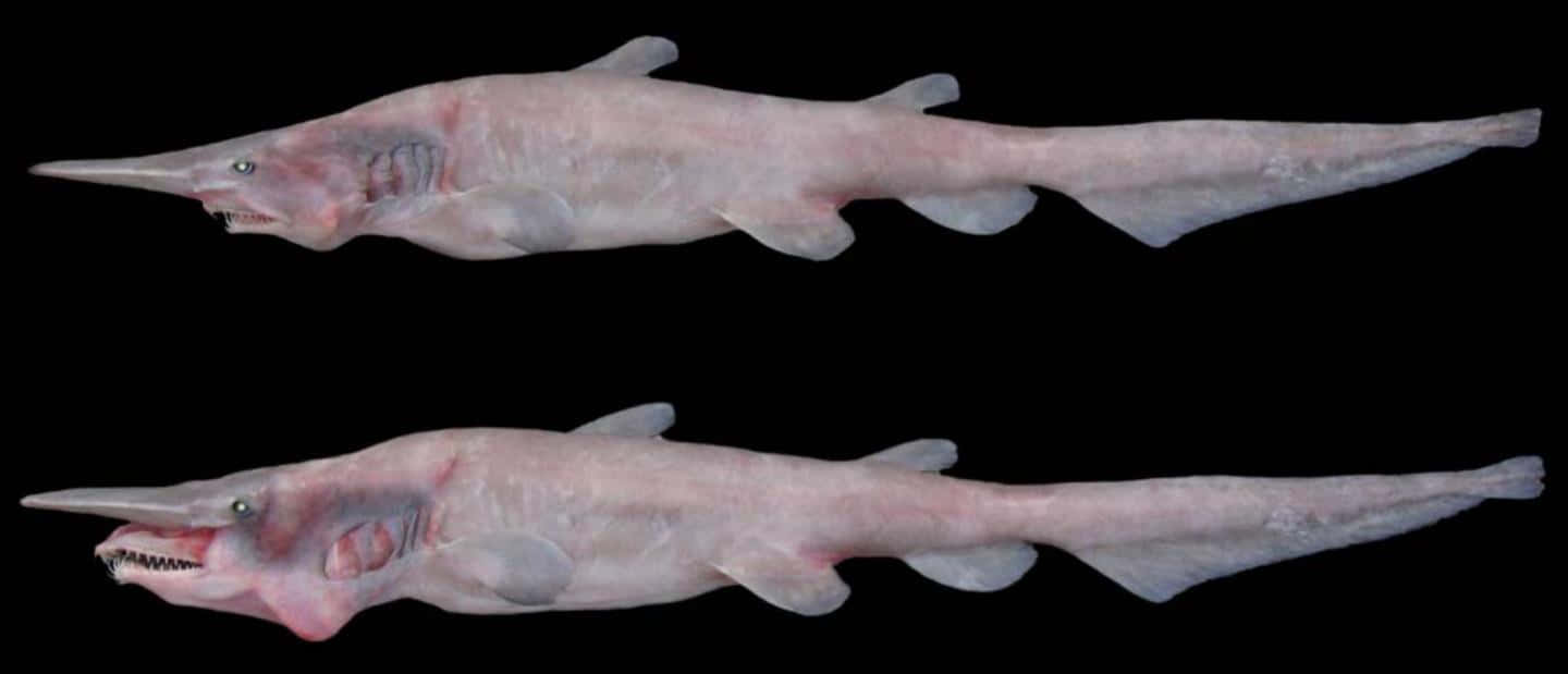 3D插畫哥布林鯊魚圖像 壁紙 — 兩條淺粉紅色的鋸鯊，長有長長的吻部和鋒利的牙齒，在純黑色背景上滑行。