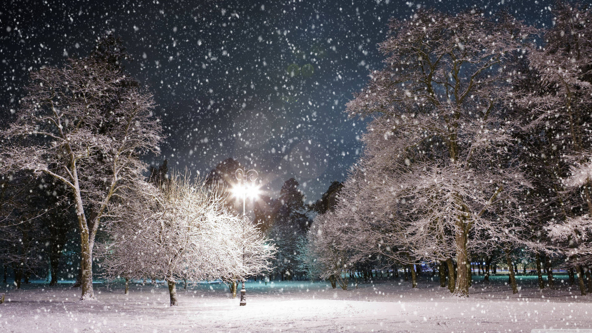 夜間被街燈照亮的公園中積雪的樹木。