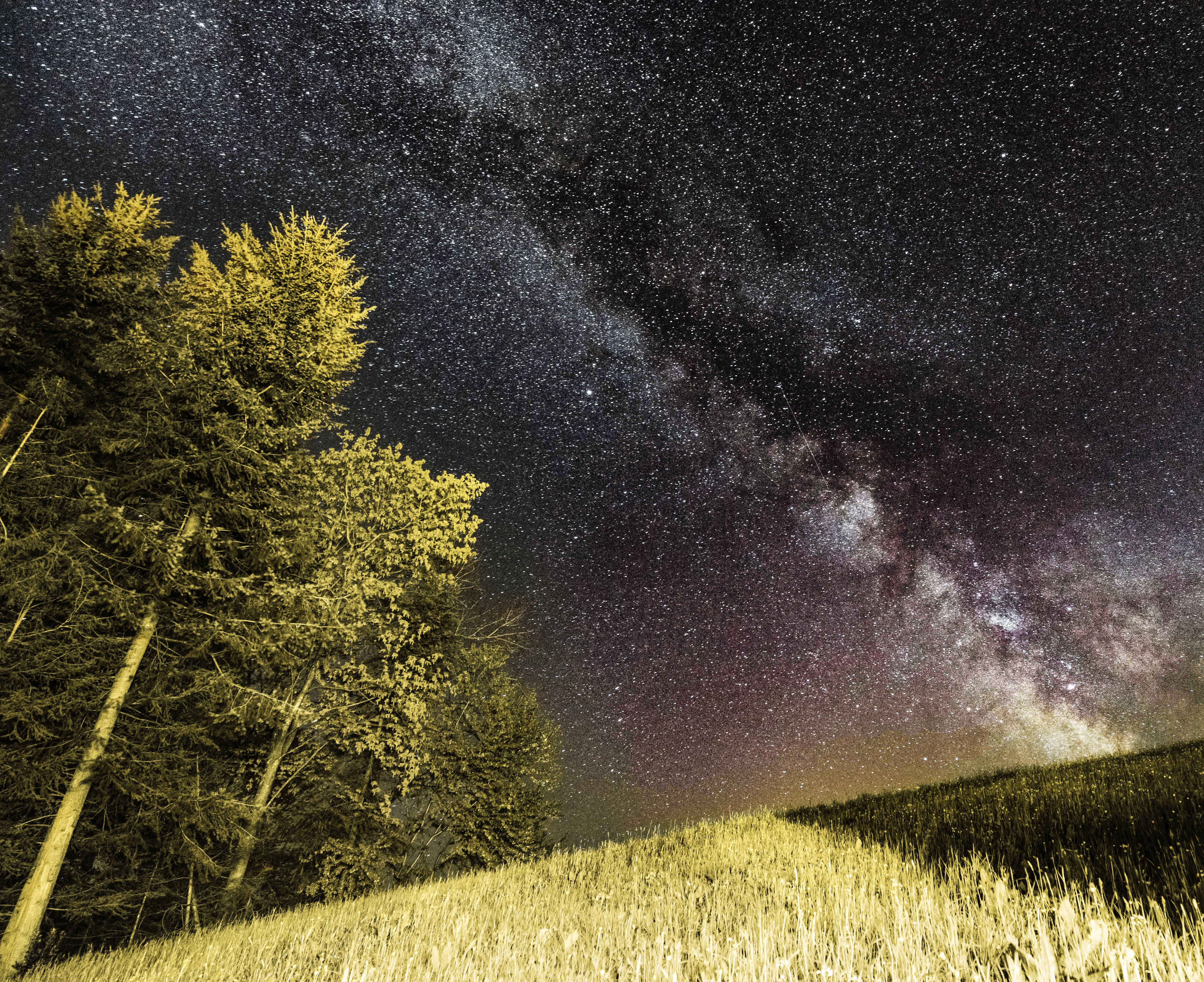 綠林之上 4K 宇宙 壁紙 — 繁星點點的夜空，銀河在金色草地和深色松樹上方拱起。