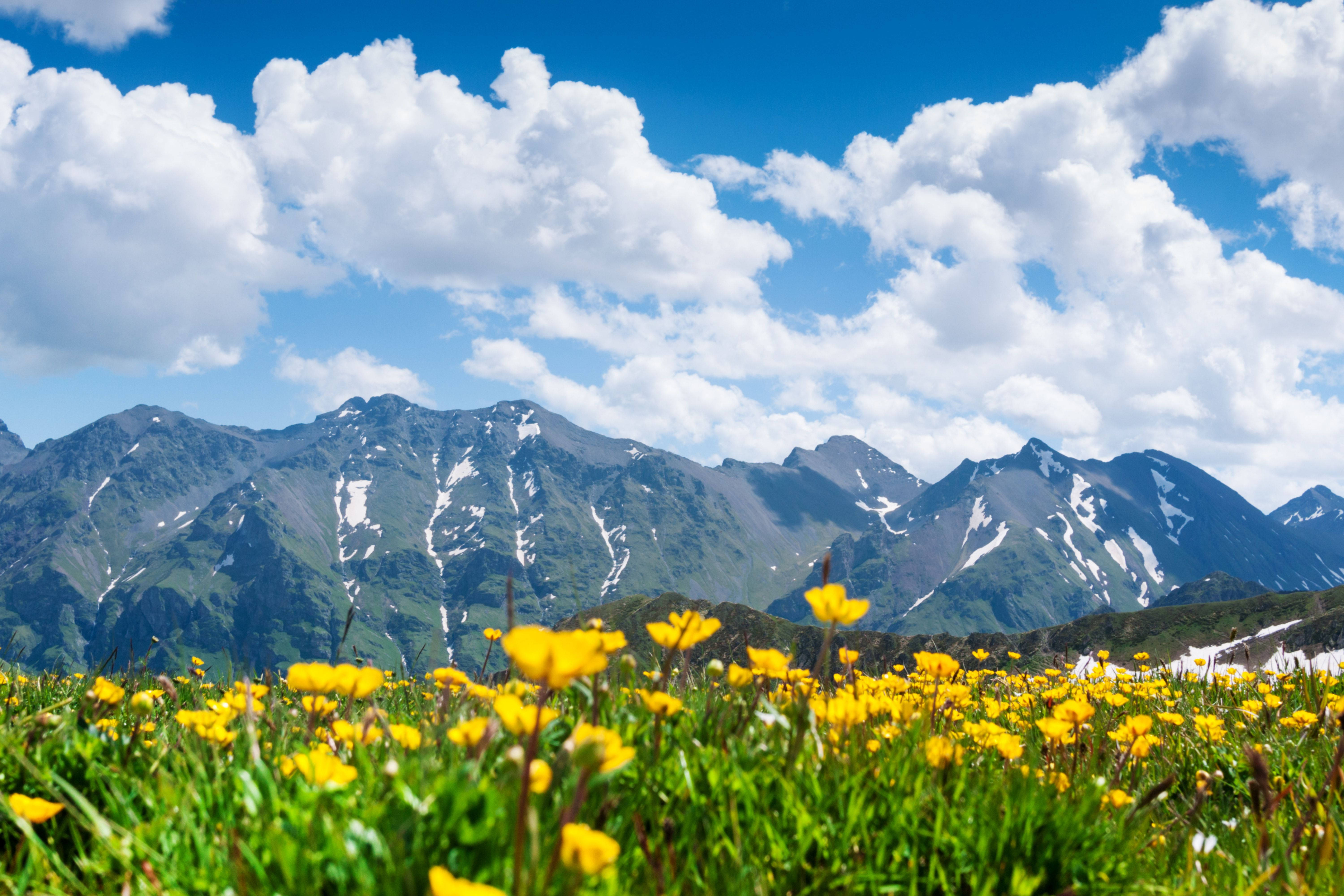 冰山花田4K風景 壁紙 — 鮮豔的黃色野花在前景盛開，積雪覆蓋的山脈在明亮的藍天和蓬鬆的白雲下聳立。
