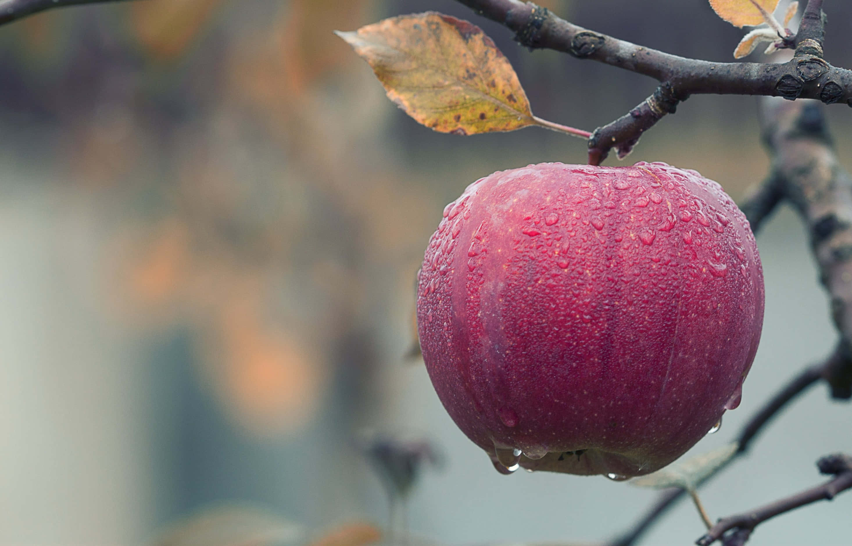 美味多汁的 4K Apple 壁紙 — 一顆沾滿露水的紅蘋果掛在光禿禿的樹枝上，帶著一片黃葉，背景是柔和模糊的秋色。