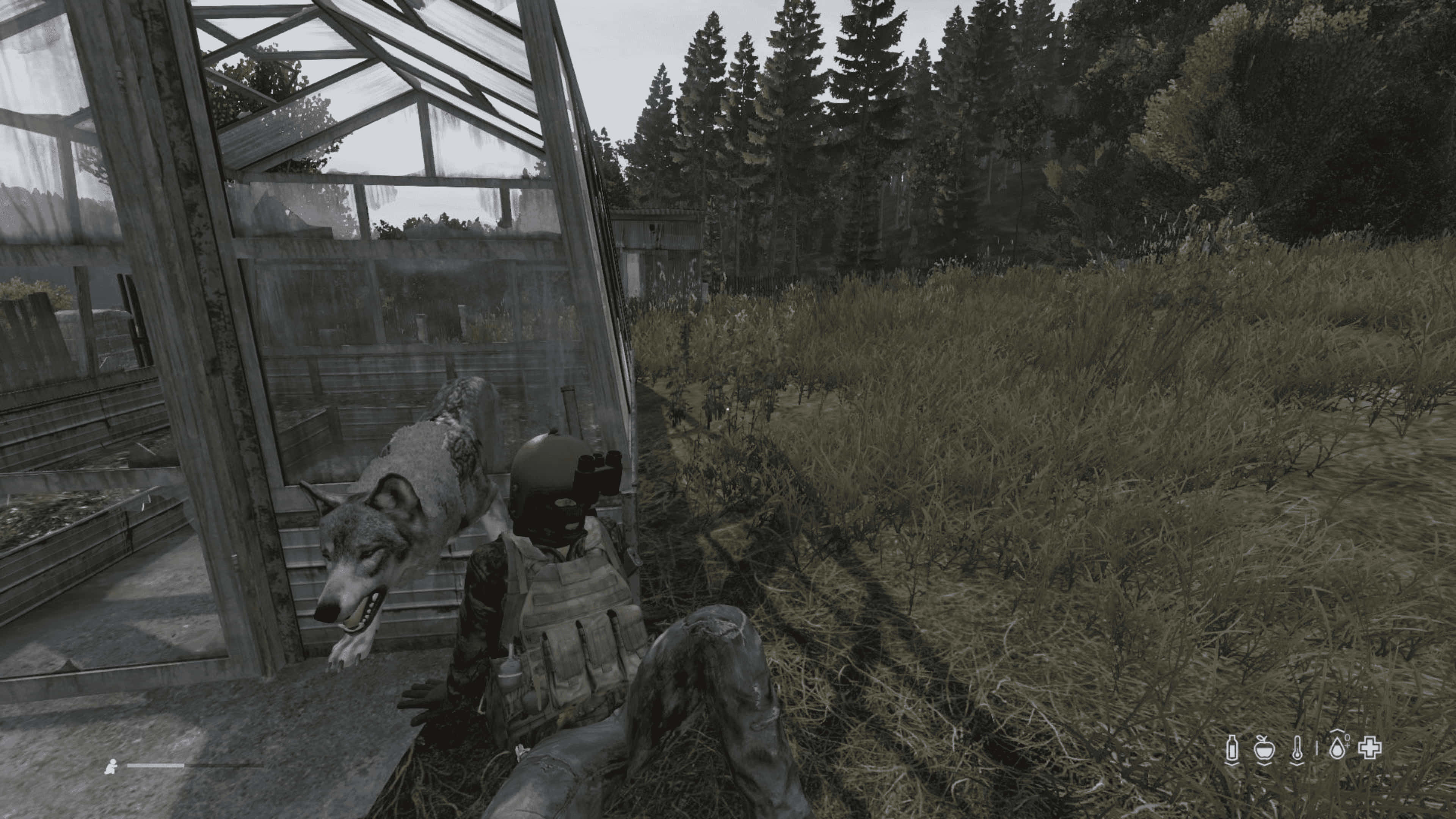 4K DayZ Epoch Mod 背景：極致寫實體驗 壁紙 — 一名身穿戰術裝備的士兵在雜草叢生的田野中，蹲在破爛溫室旁邊的一隻狼旁。