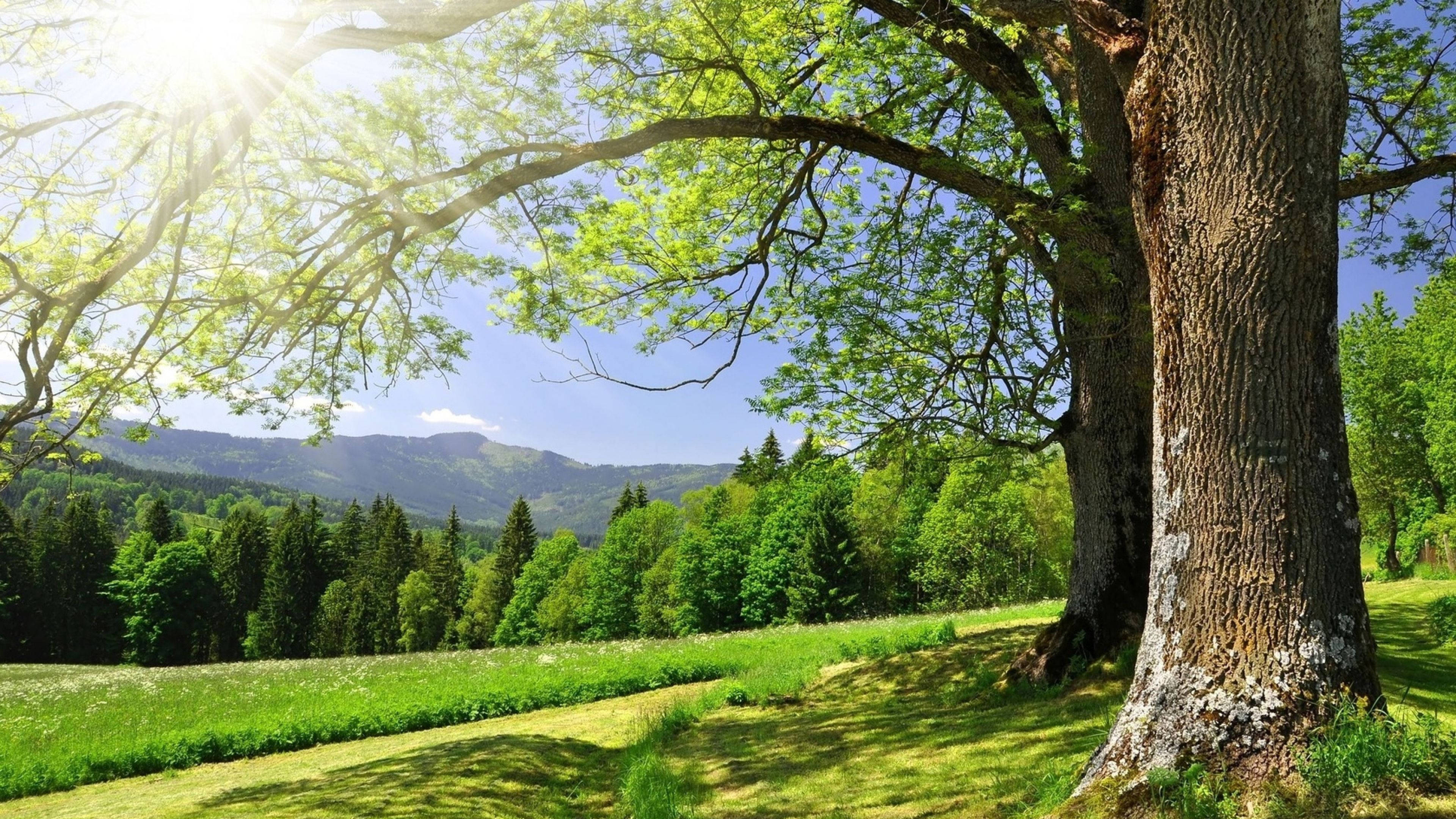 4K 春日樹木山景 壁紙 — 一棵雄偉的古樹矗立在陽光明媚的草地上，背景是山脈和森林。
