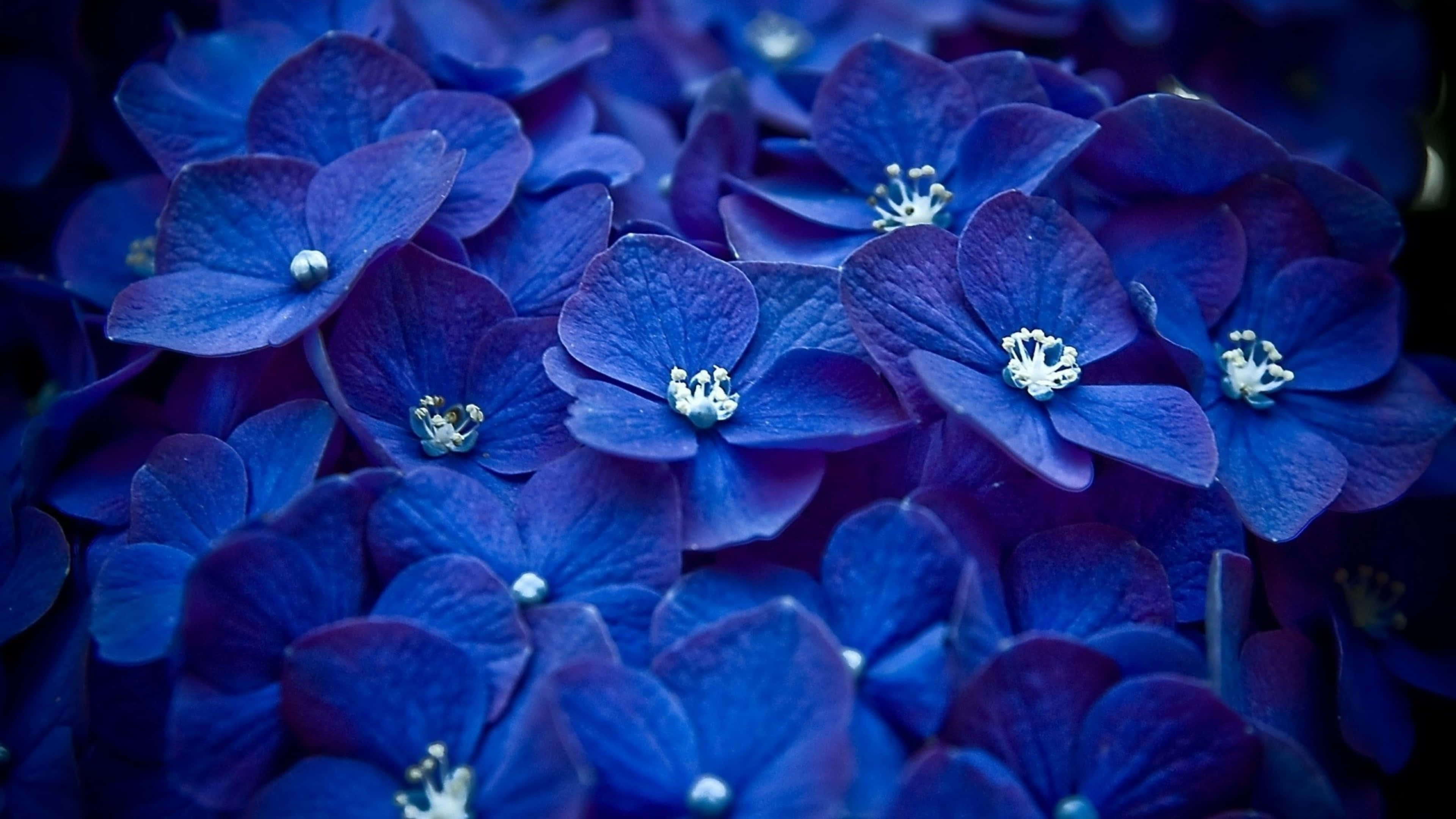 深藍色花束 4K 花卉背景 壁紙 — 鮮豔藍色繡球花的特寫，帶有精緻的白色中心和柔和陰影。