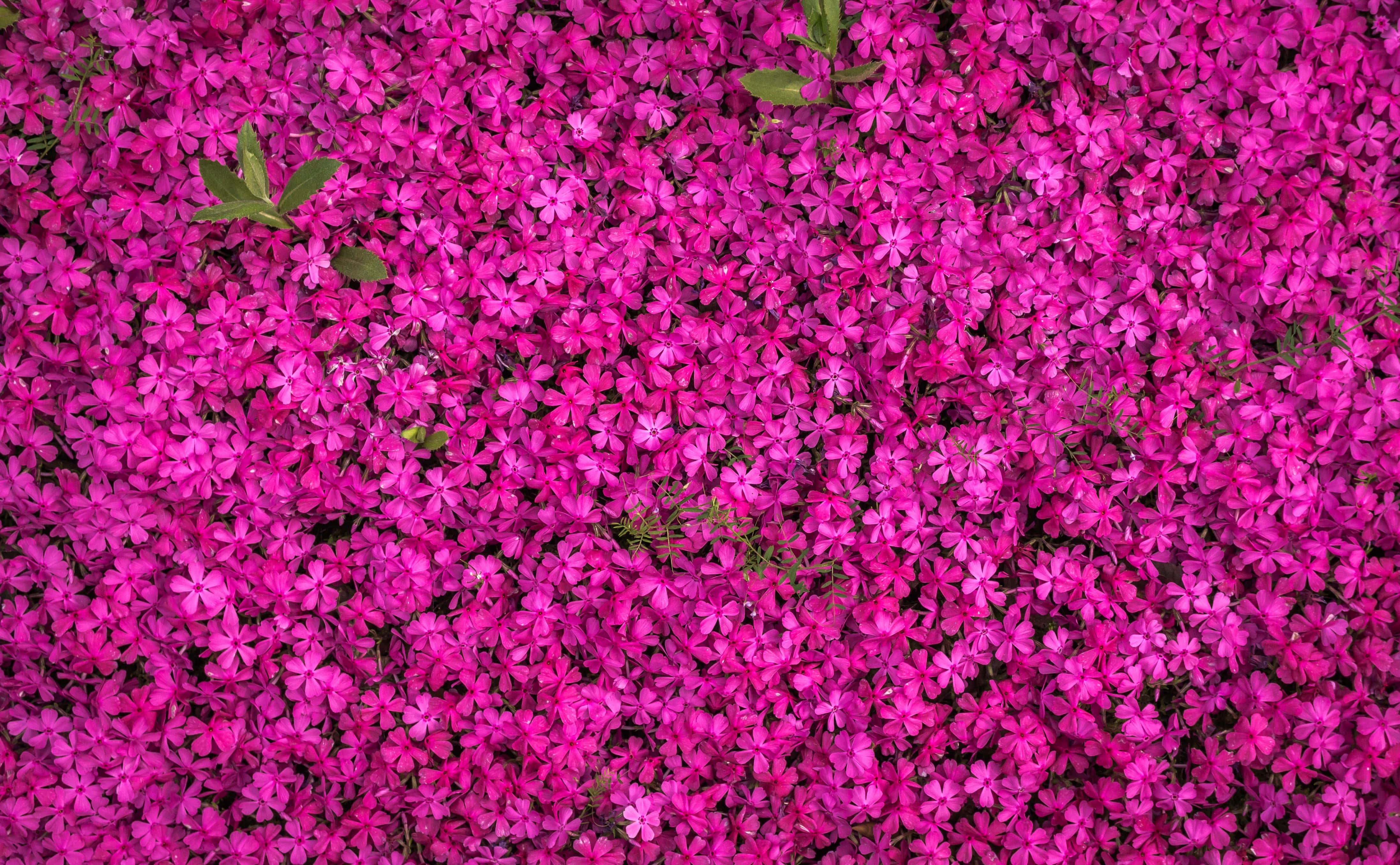 深洋紅花朵 4K 背景 壁紙 — 一片茂密的鮮豔洋紅色花朵地毯，點綴著散落的綠葉，在明亮的日光下。