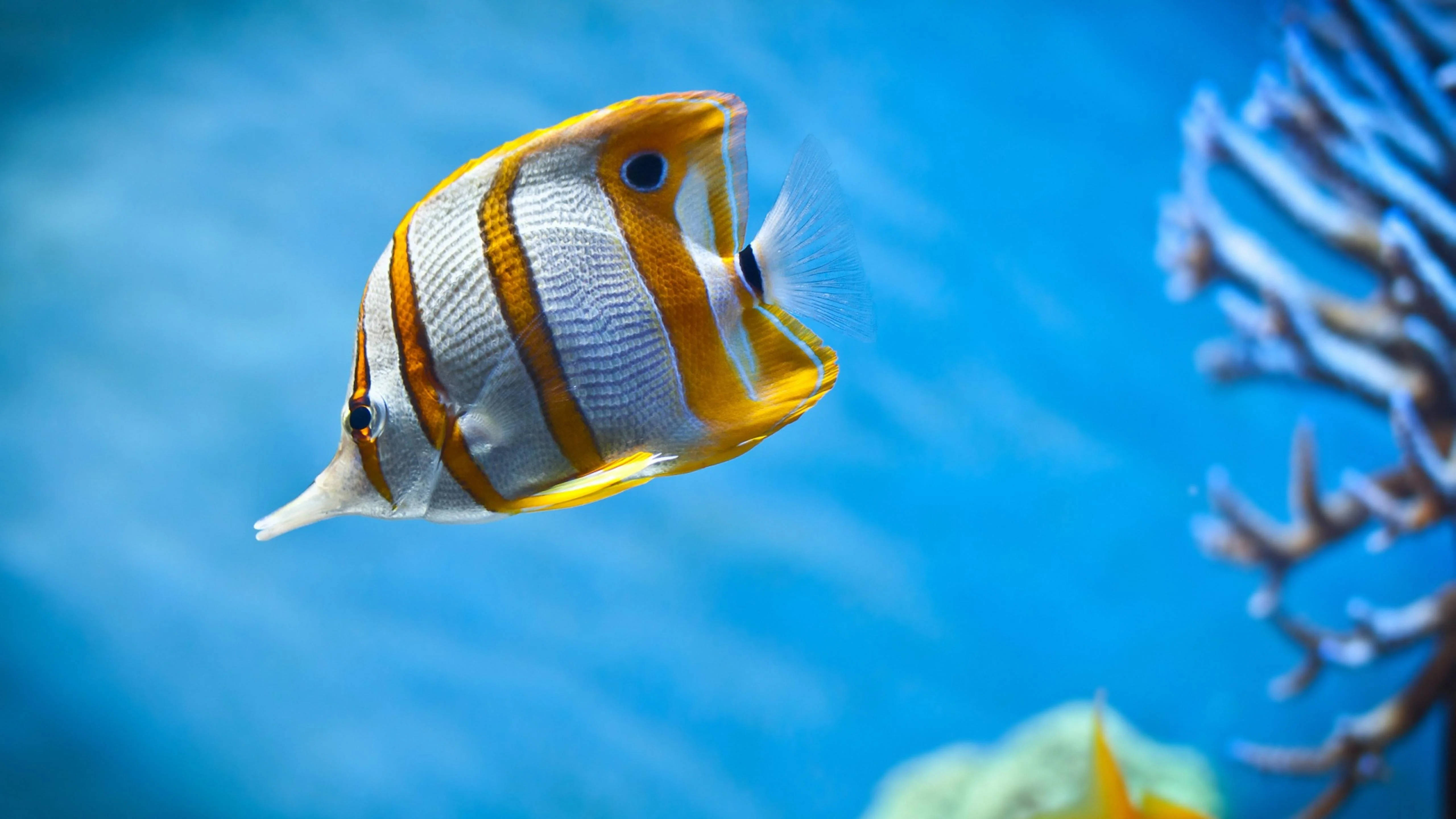 銅帶蝴蝶魚 4K 超高清魚類壁紙 壁紙 — 一條色彩鮮豔的橙白條紋蝴蝶魚在清澈的藍色海水中優雅地游過珊瑚枝。
