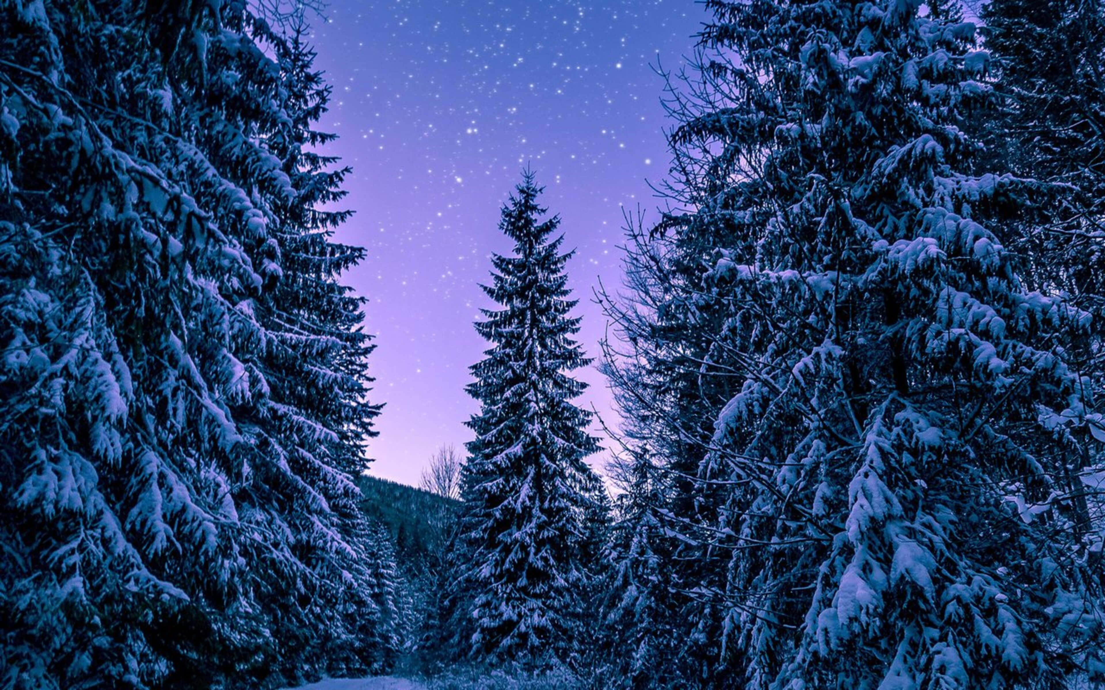 4K 冬日雪松背景 壁紙 — 積雪的常綠樹環繞著寧靜冬季森林中星光燦爛的紫色暮色天空。