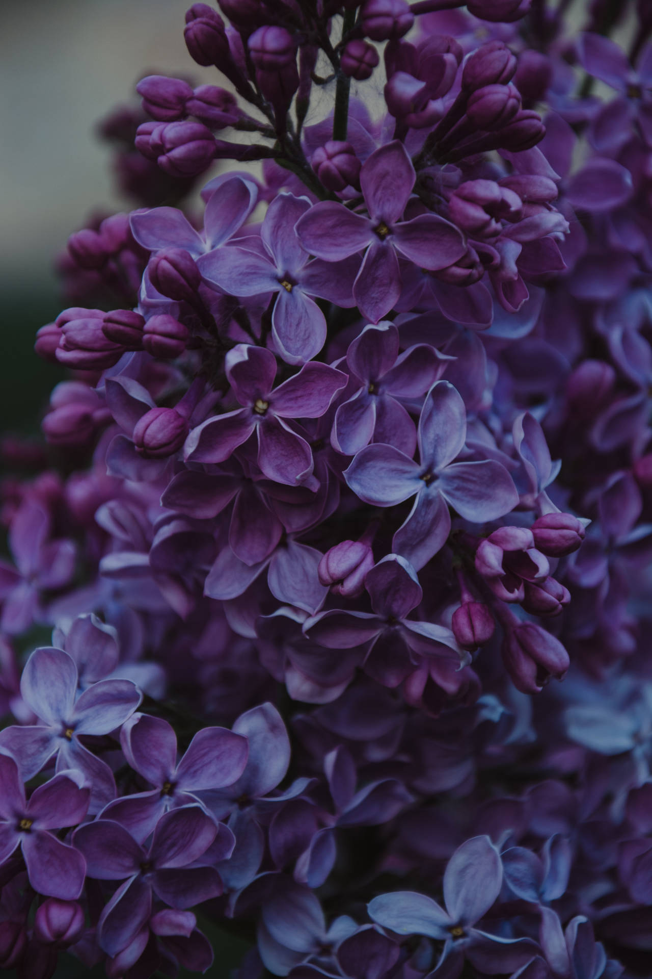 一簇紫色丁香花，柔焦效果，光線柔和。
