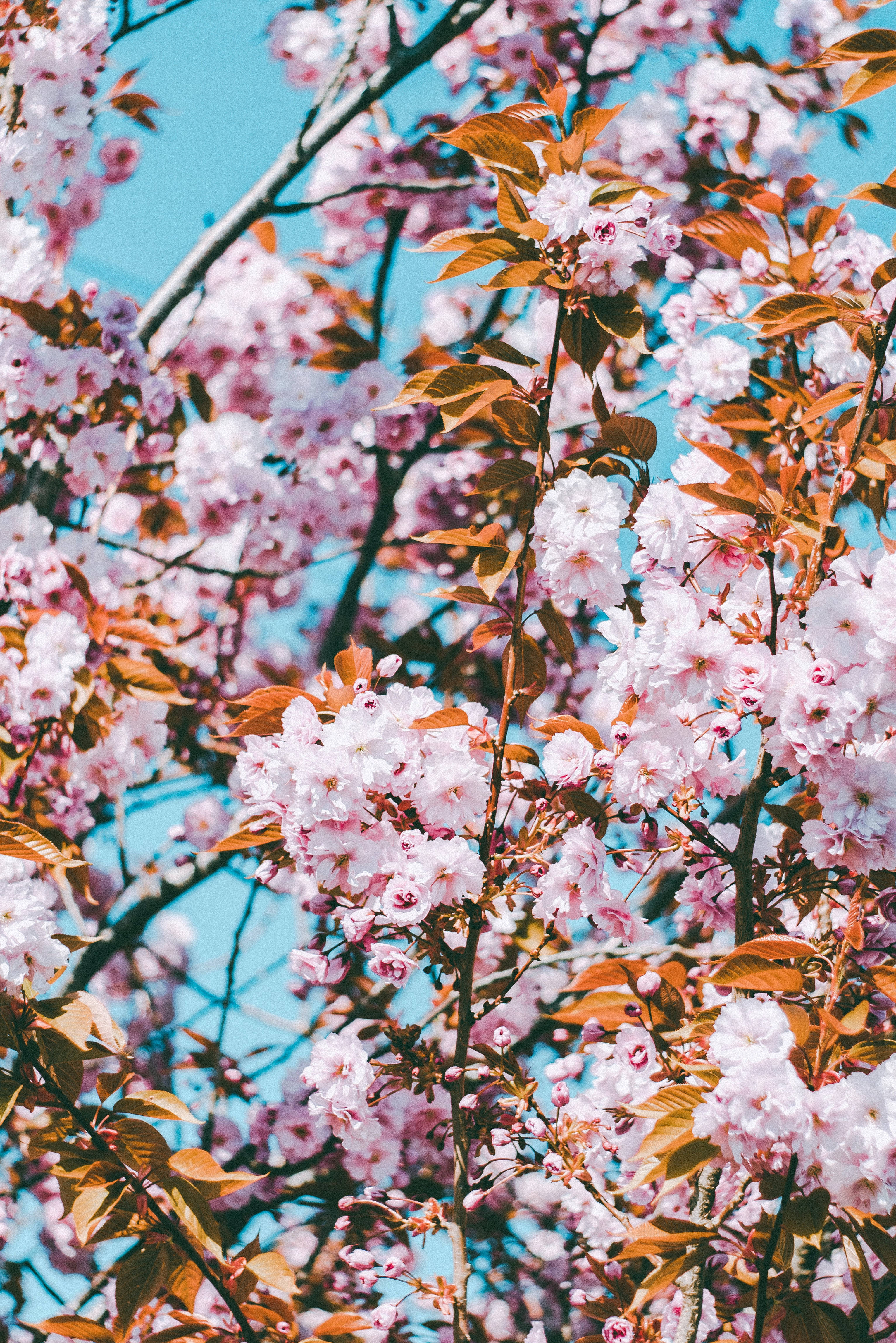 4K iPhone 櫻花藍天 壁紙 — 盛開的櫻花，柔和的粉紅色和白色，映襯著充滿活力的藍天和溫暖的秋葉。