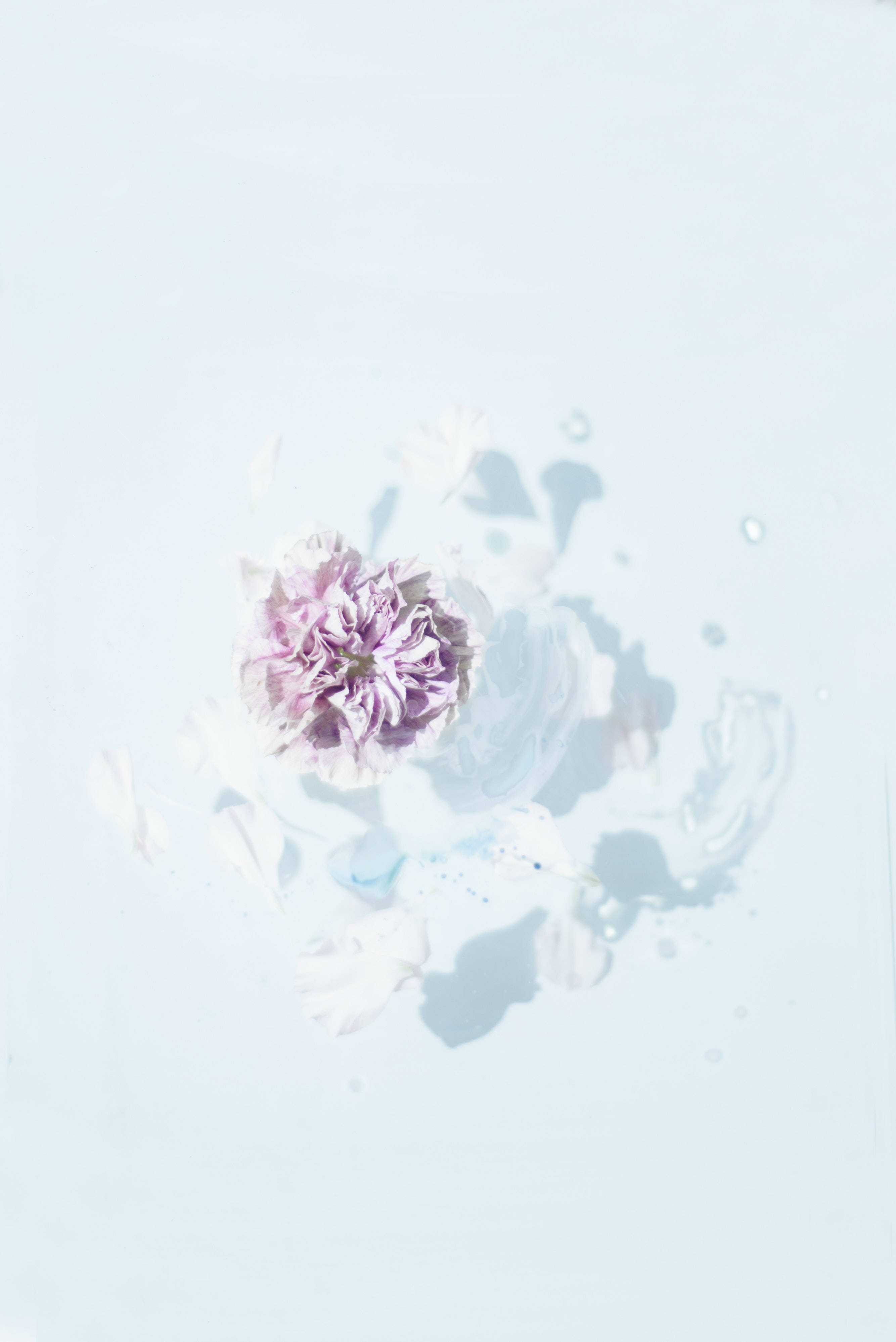 4K iPhone 水上粉花 壁紙 — 一朵精緻的紫色花朵漂浮在淡藍色的水中，帶有散落的花瓣和柔和的陰影。