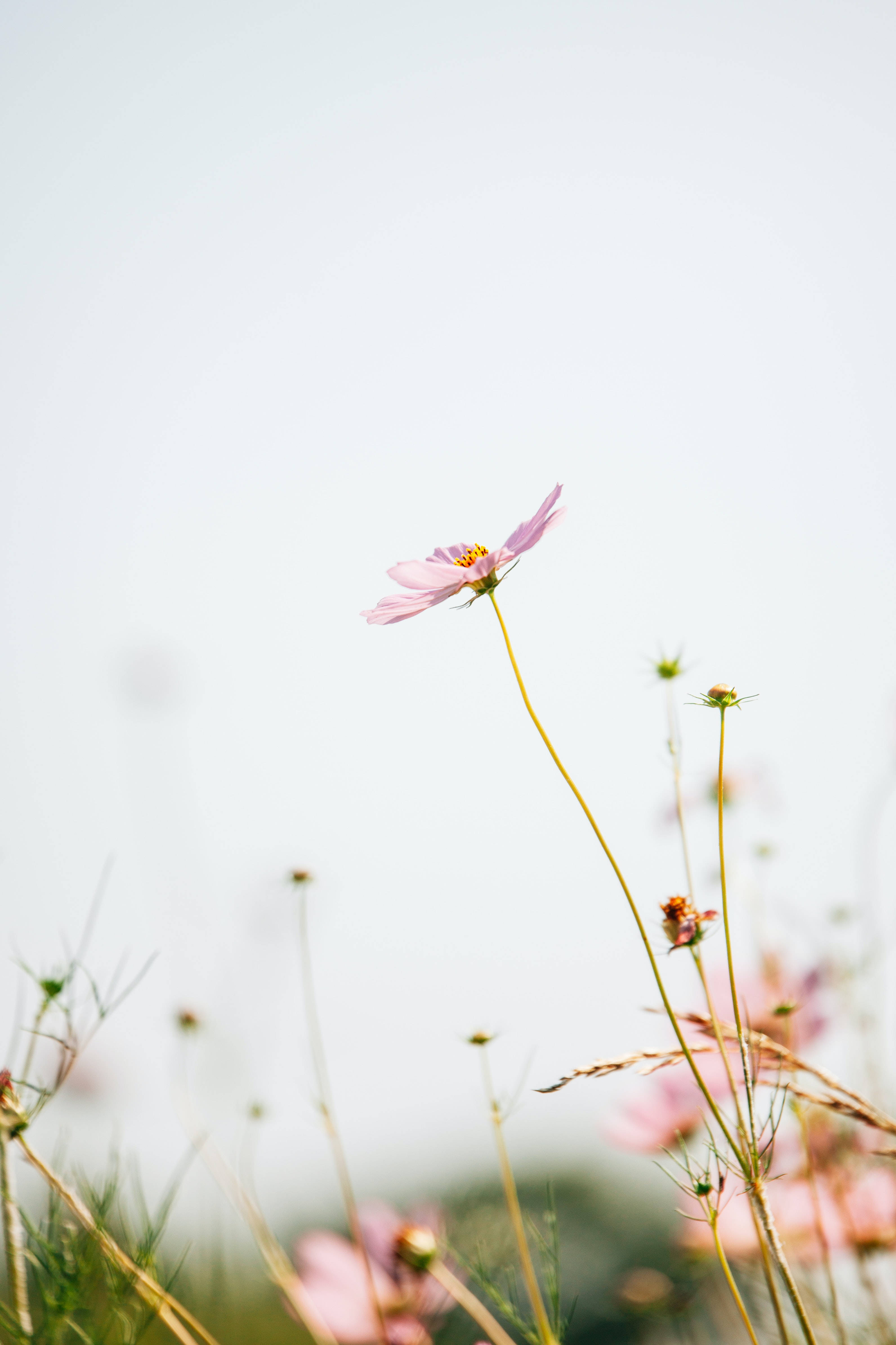 4K iPhone 花田 壁紙 — 一朵嬌嫩的粉紅色波斯菊在柔和模糊的天空和下方隱約可見的綠草襯托下輕輕搖曳。