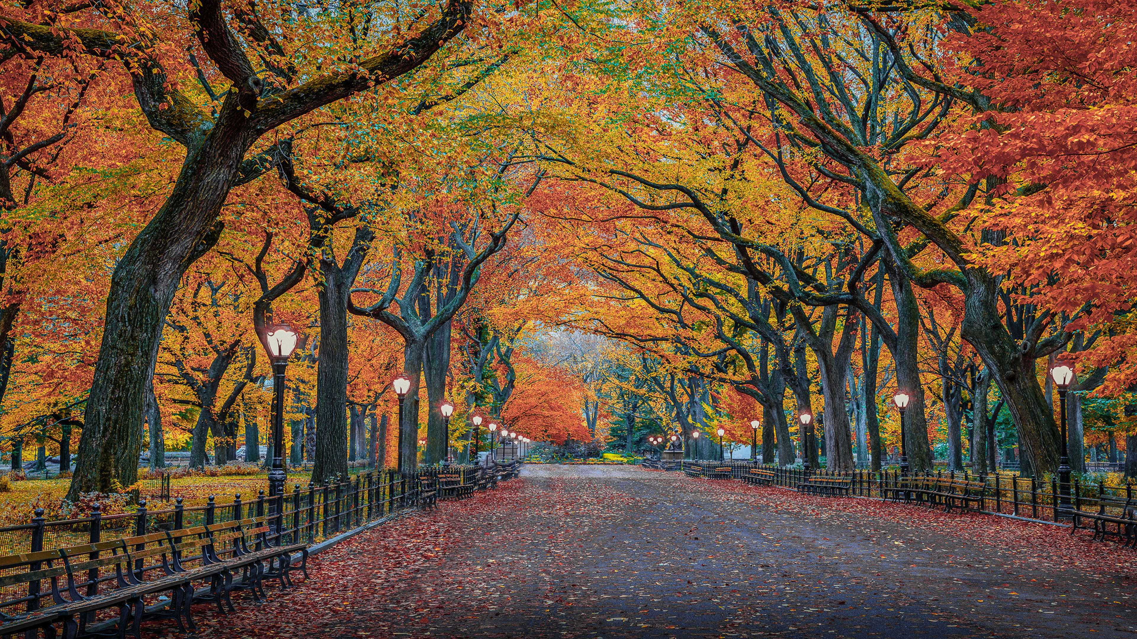 4K筆電紐約中央公園秋景 壁紙 — 一條宏偉的秋日大道，兩旁種滿火紅的橙色和紅色樹木，樹枝在頭頂交織成拱形，在鋪滿落葉的小徑上投下溫暖的光芒。