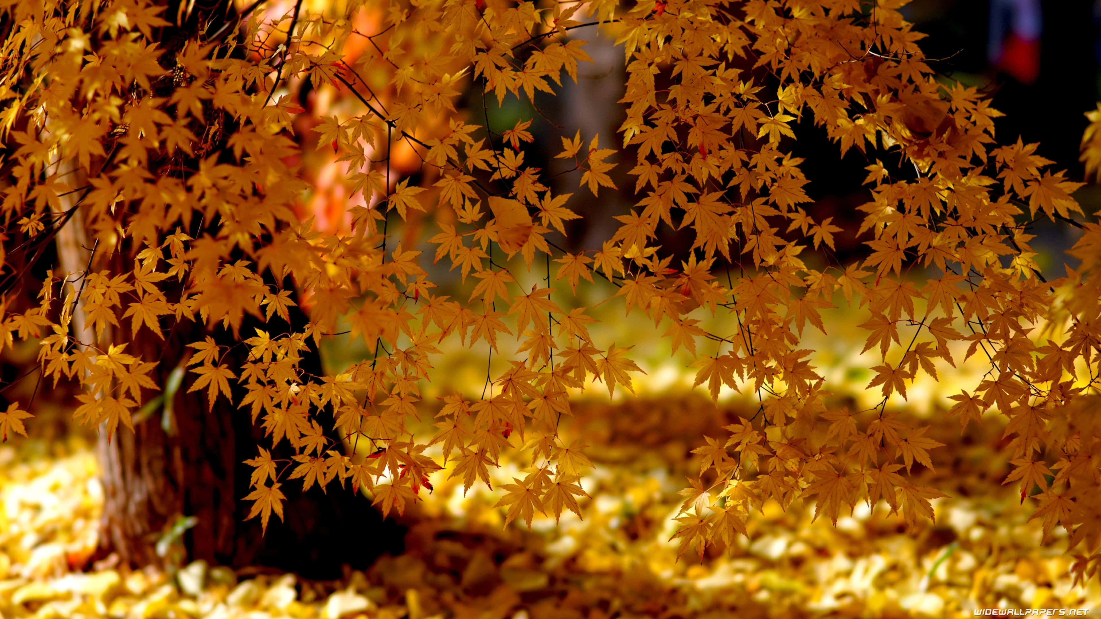 4K 解析度秋季風景，紅橙葉色映水光 壁紙 — 金色的楓葉在溫暖的陽光下閃爍，背景是柔和模糊的秋日森林地面。