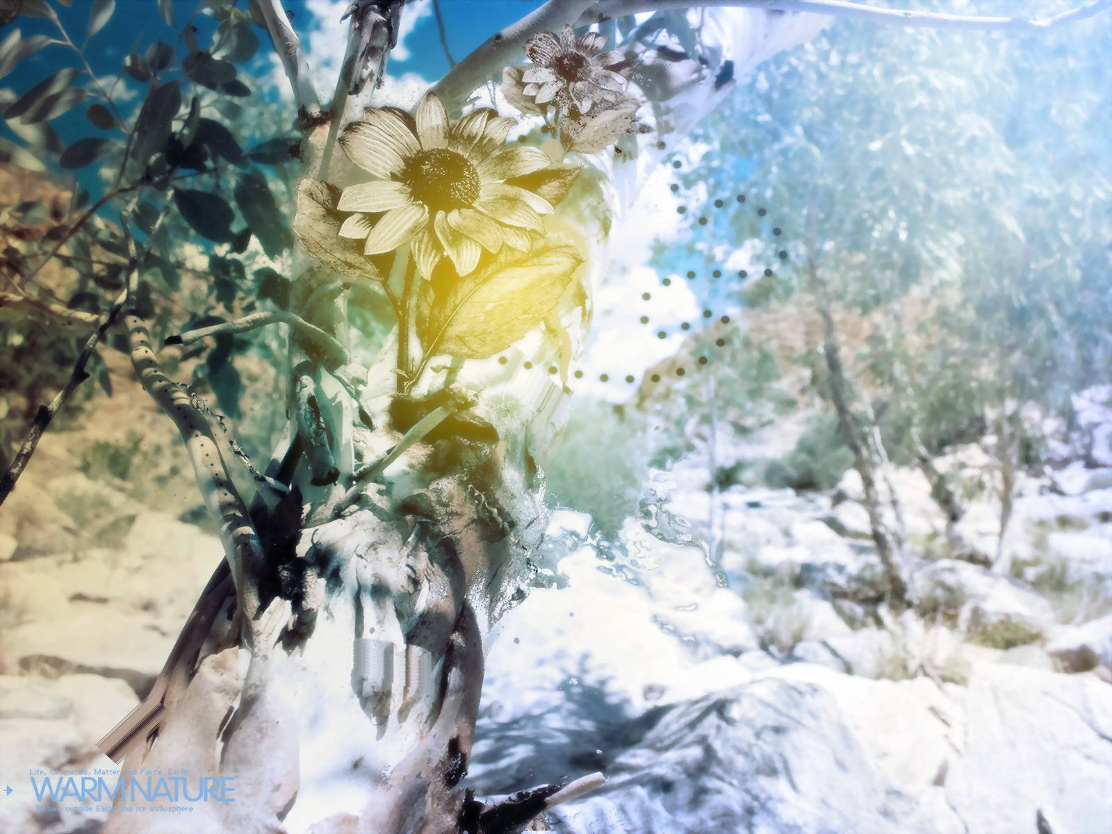 4K 自然花與雪 壁紙 — 向日葵在雪地森林背景下溫暖地發光，伴隨著空靈的光線和半透明的樹枝。