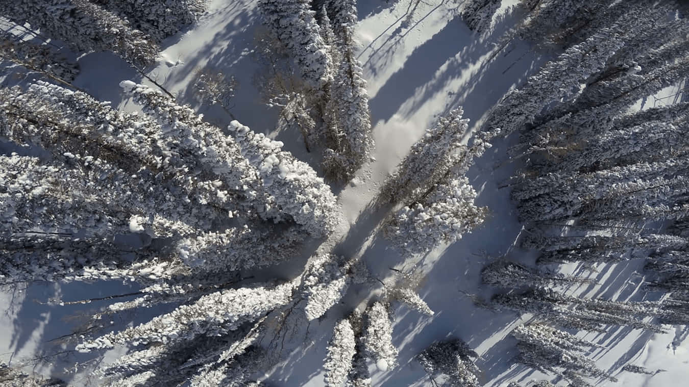 雪覆松樹的俯拍4K影像 壁紙 — 從空中俯瞰，積雪的松樹在純淨的冬季森林地面上投下長長的陰影。