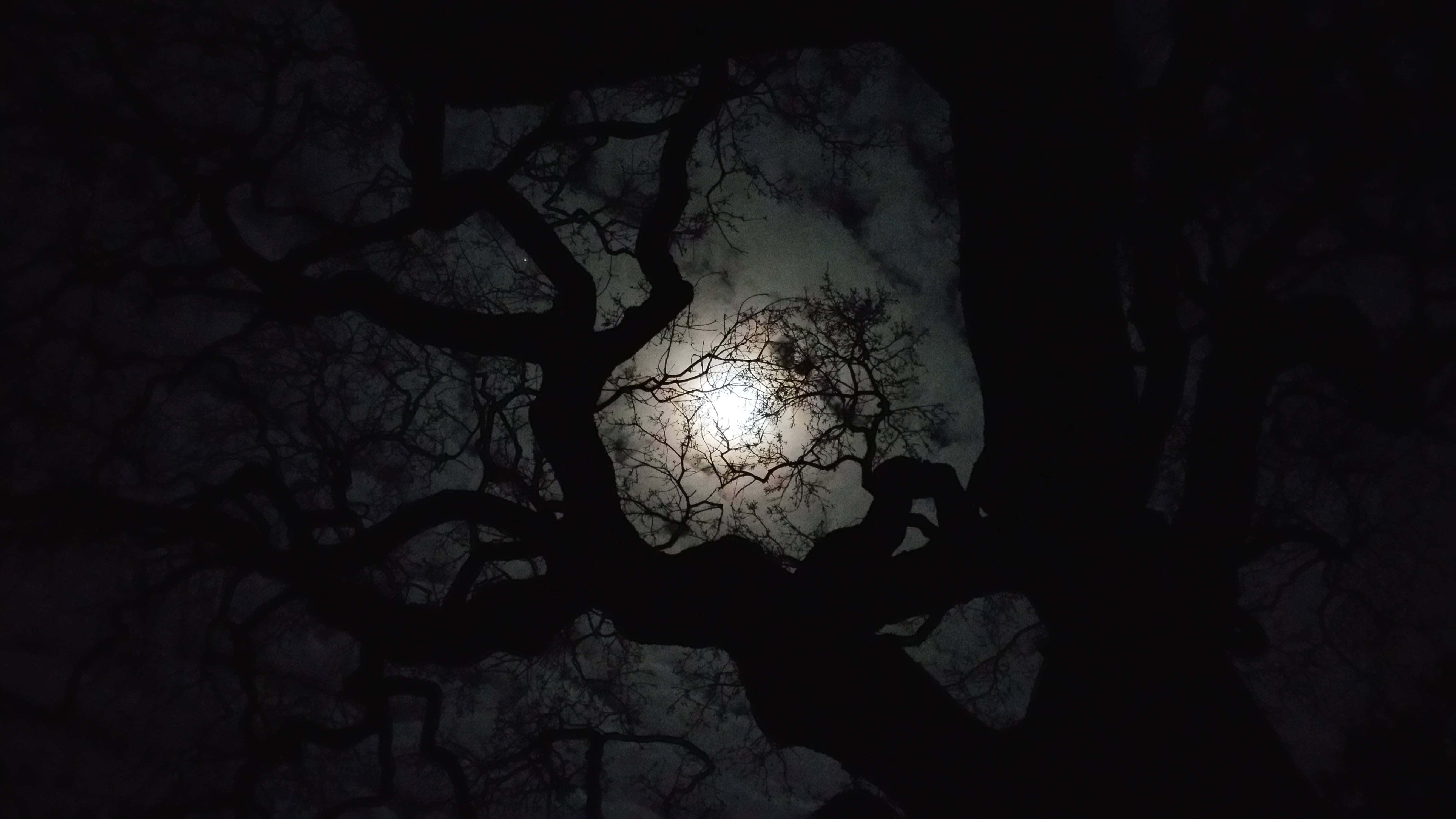 透過4K Retina顯示器獲得更銳利的細節 壁紙 — 一輪明亮的滿月穿過光禿禿樹枝的複雜黑暗剪影，在陰雲密布的夜空中閃耀。