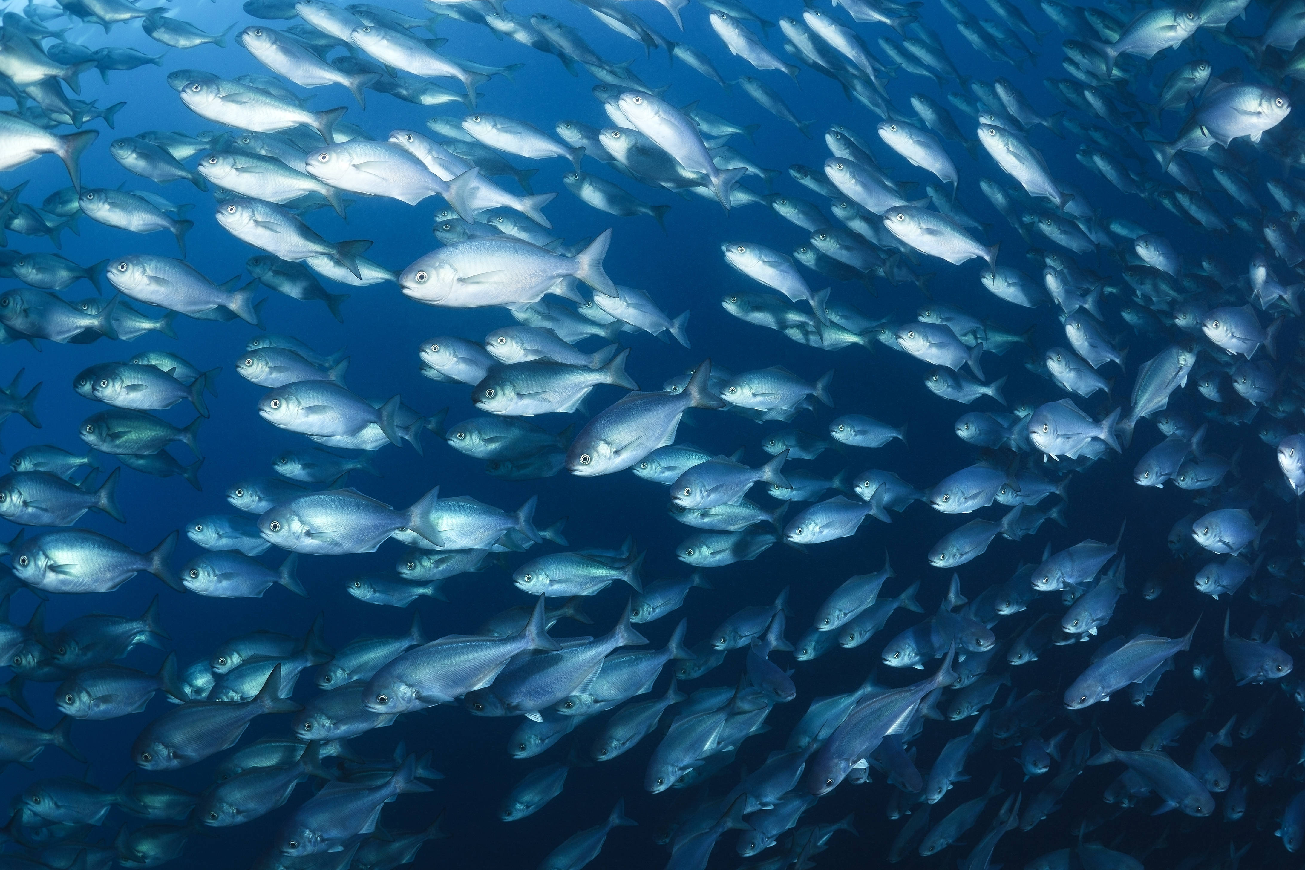 藍色毛毛魚 4K 超高清魚類攝影 壁紙 — 一大群銀色魚類在深藍色海洋中同步游動。